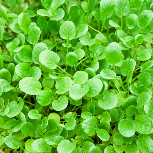 Cresson de jardin - Image 4