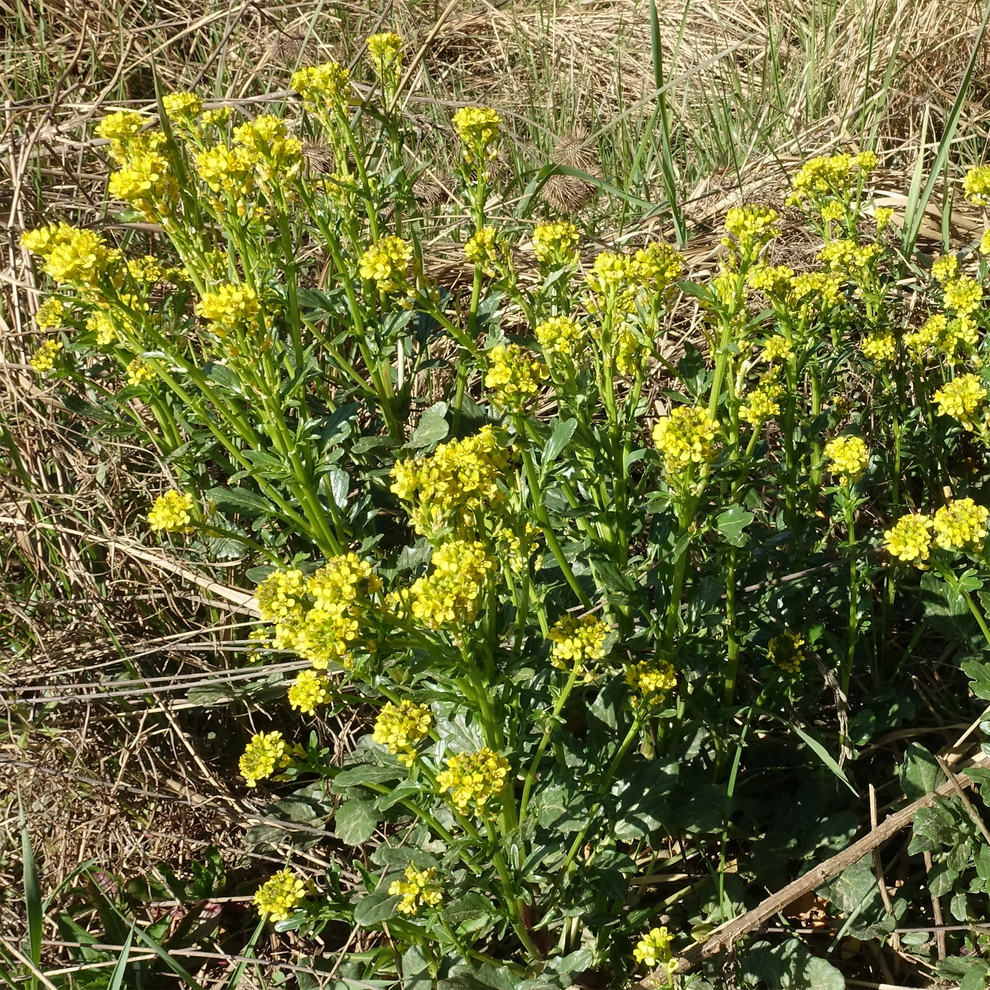 Cresson vivace des Jardins