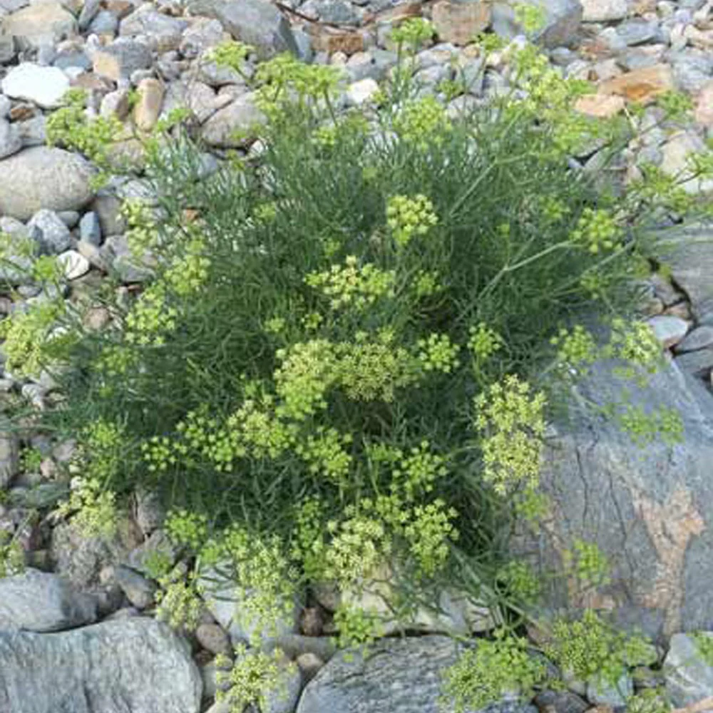 Crithmum maritimum