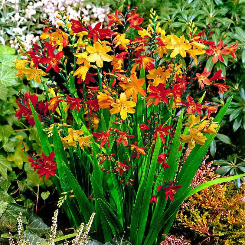 30 Crocosmias en mélange - Image 2