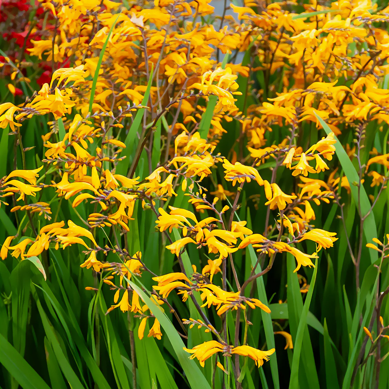 20 Crocosmia Sunglow - Image 2