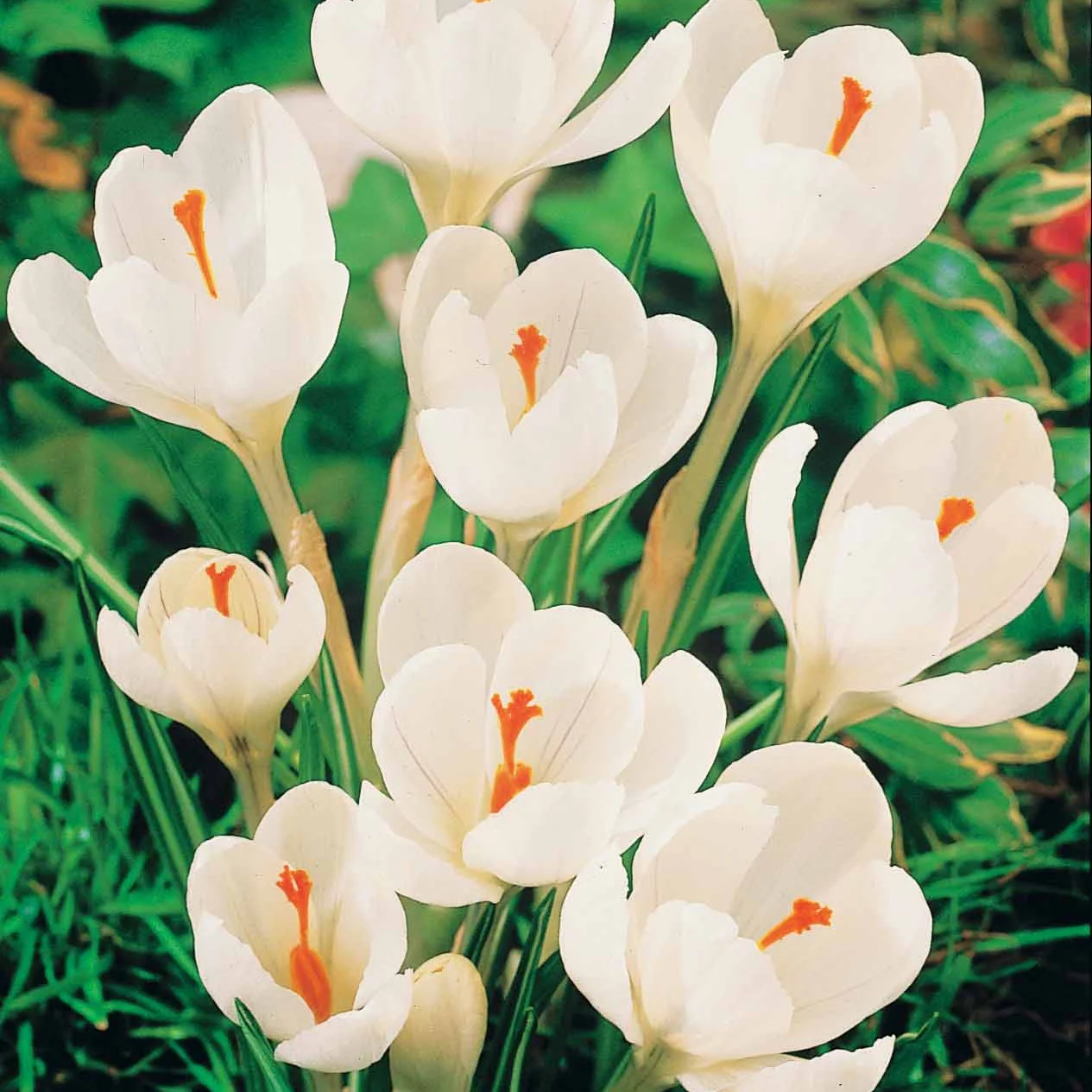 60 Crocus blanc violet, jaune, blanc, violet en mélange - Image 4