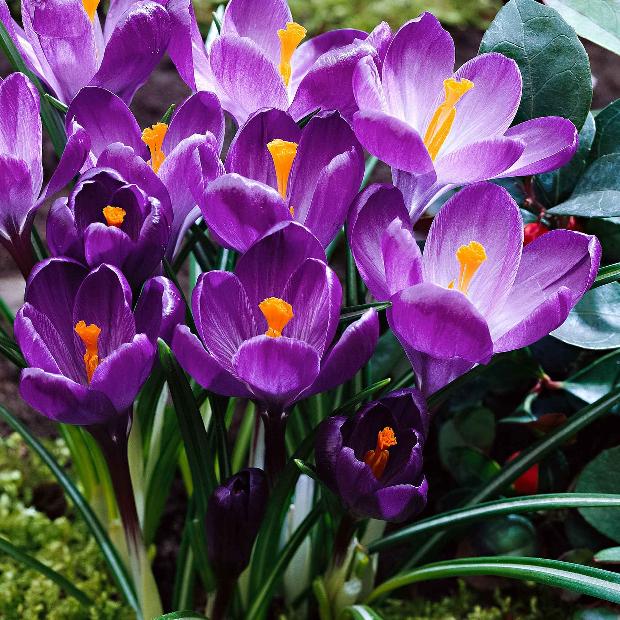 15 Crocus Flower Record - Image 3