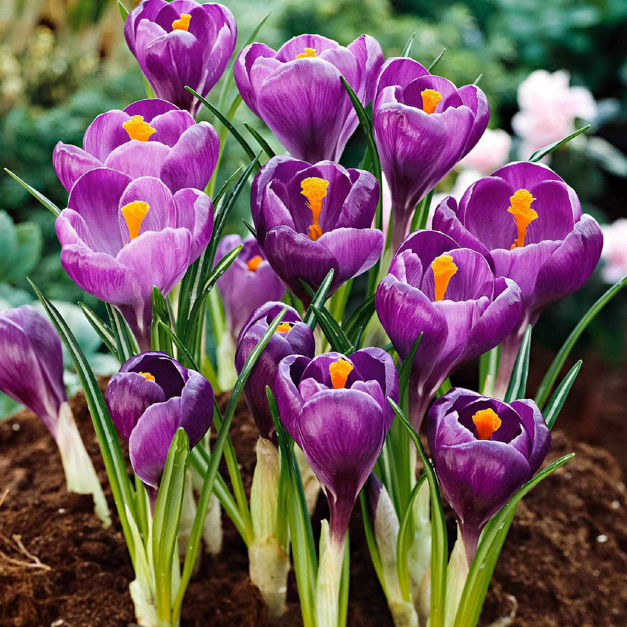 15 Crocus Flower Record - Image 4