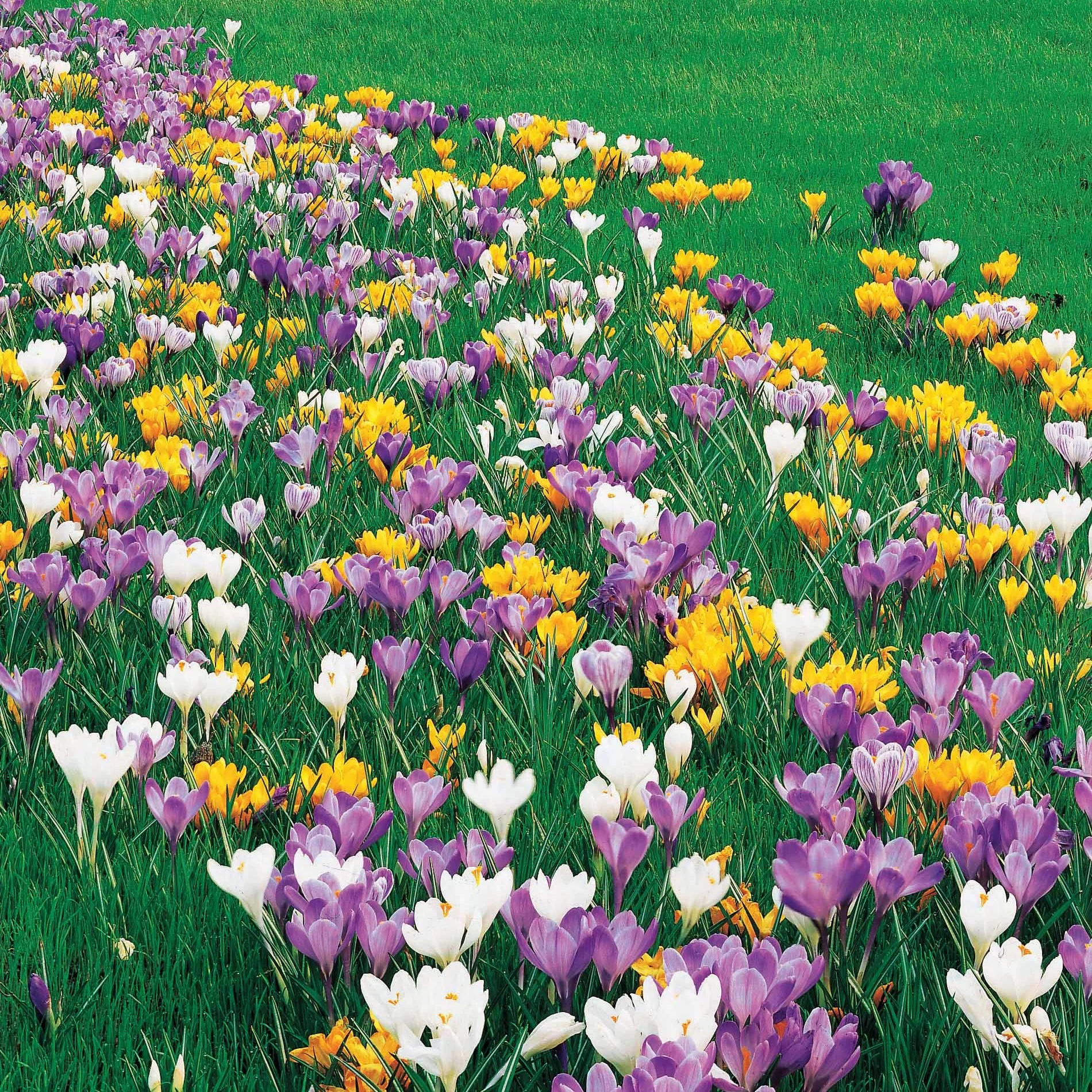 Crocus Mammouth en mélange - Image 3