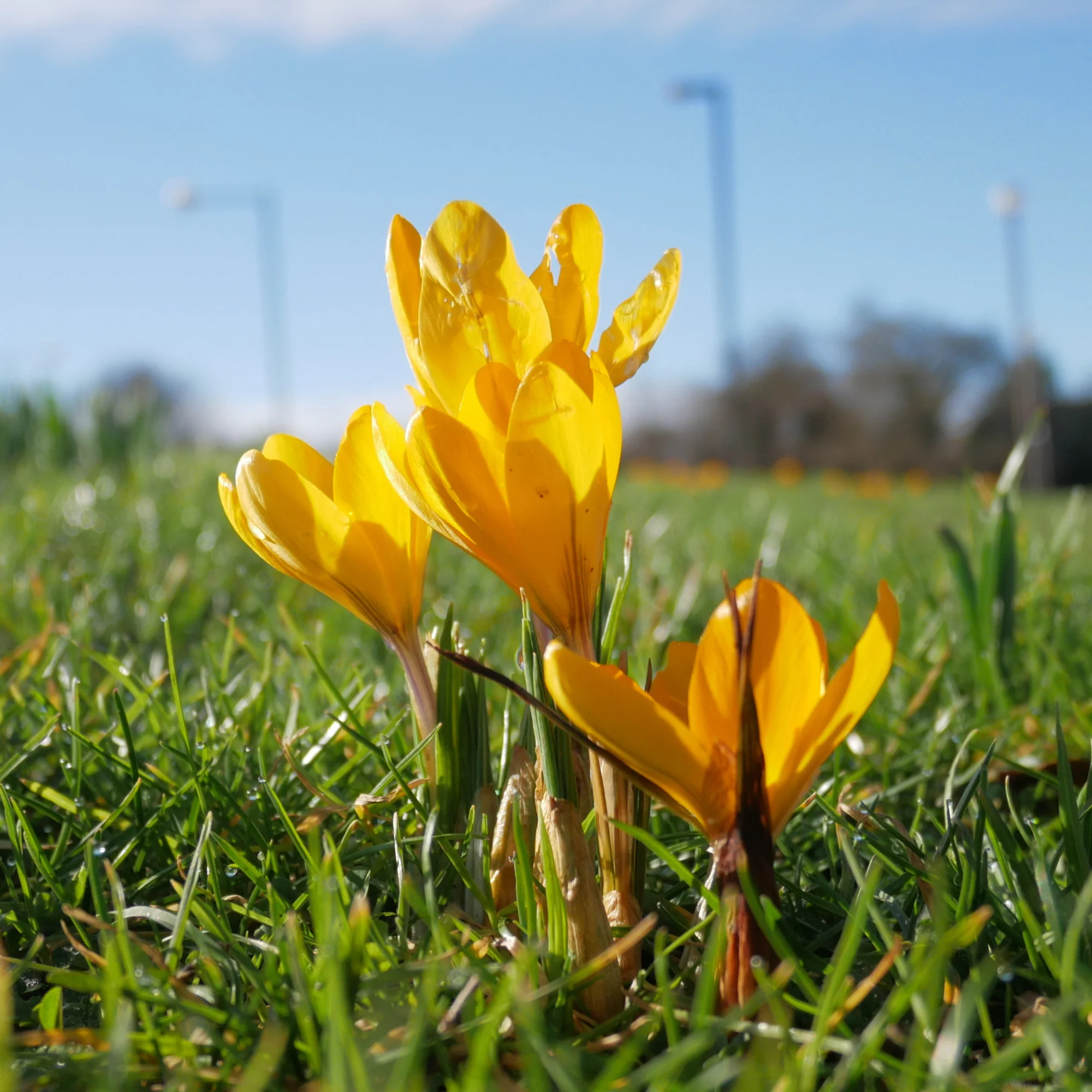 15 Crocus Mammouth jaune - Image 3