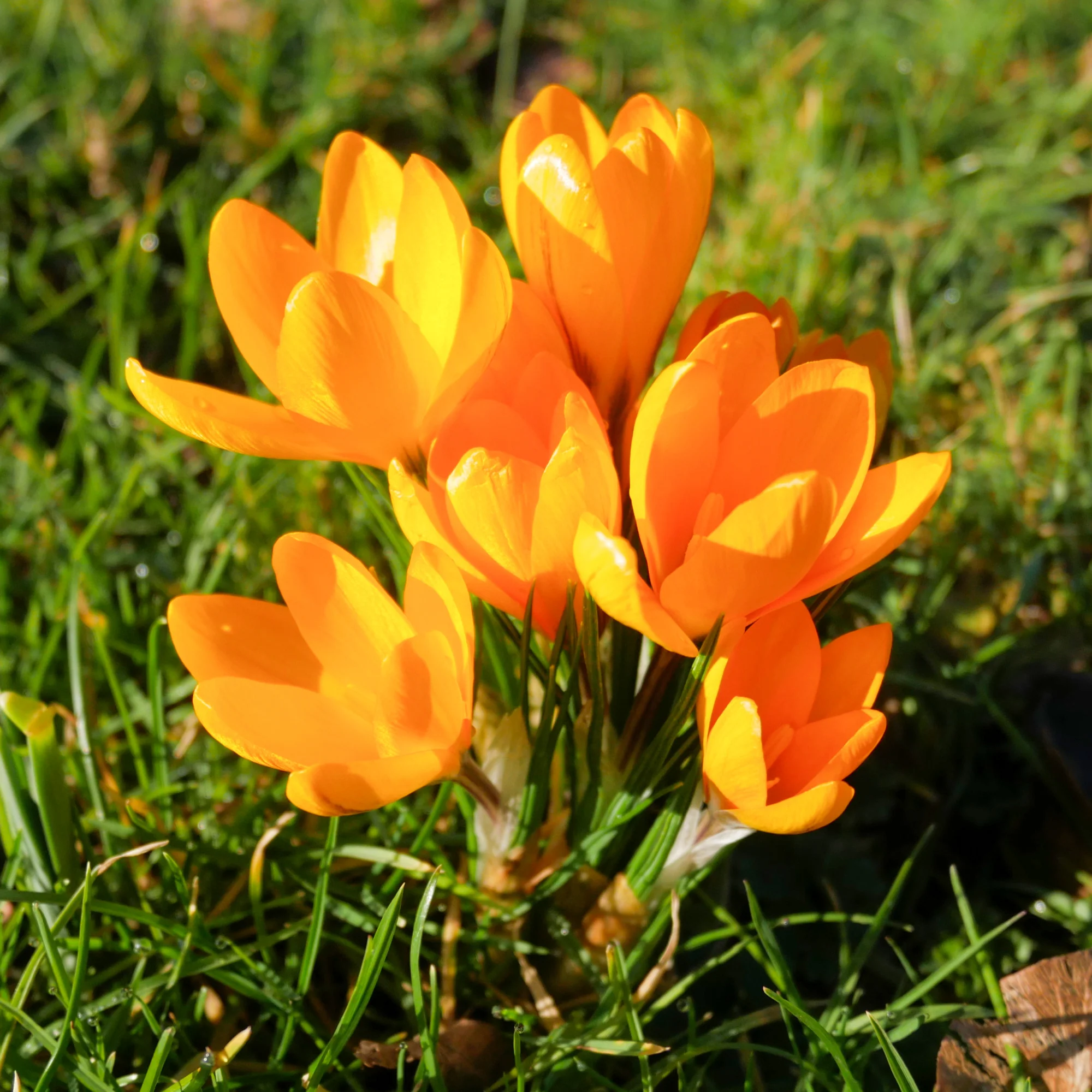 15 Crocus Mammouth jaune - Image 4