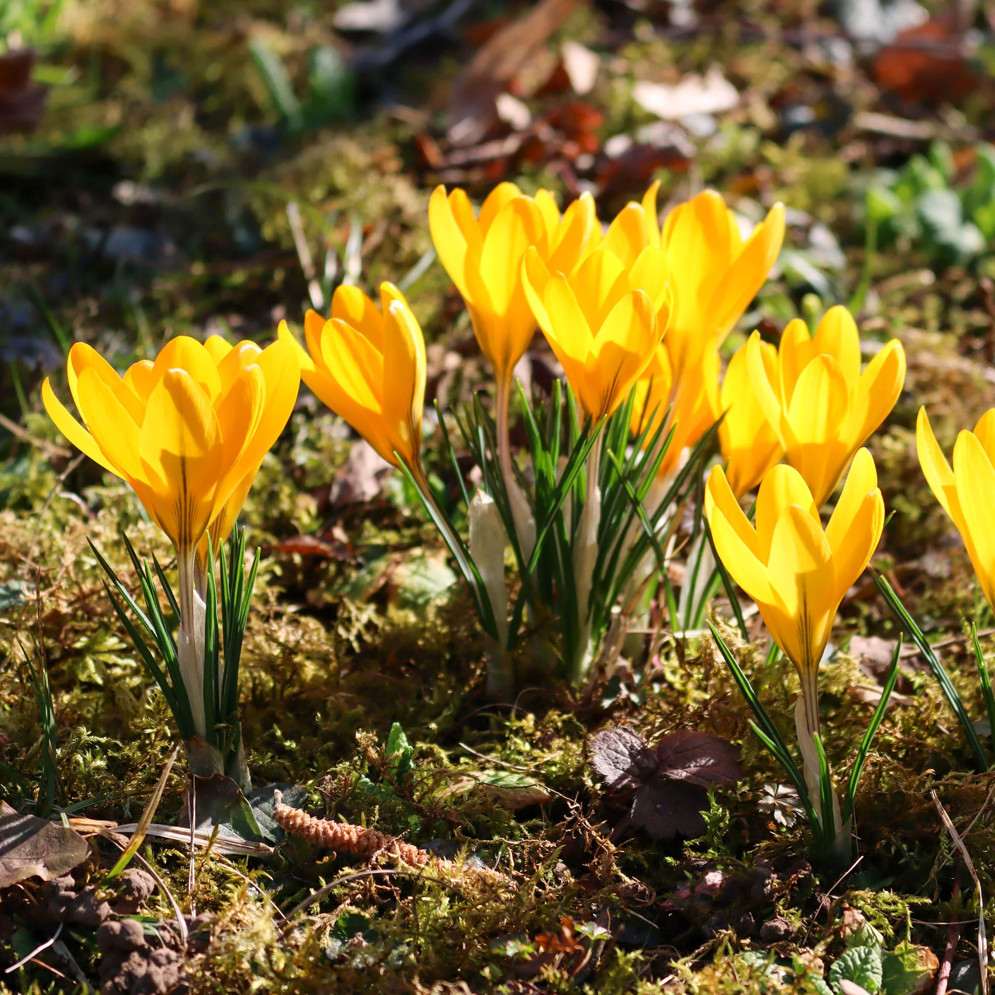 15 Crocus Mammouth jaune - Image 5
