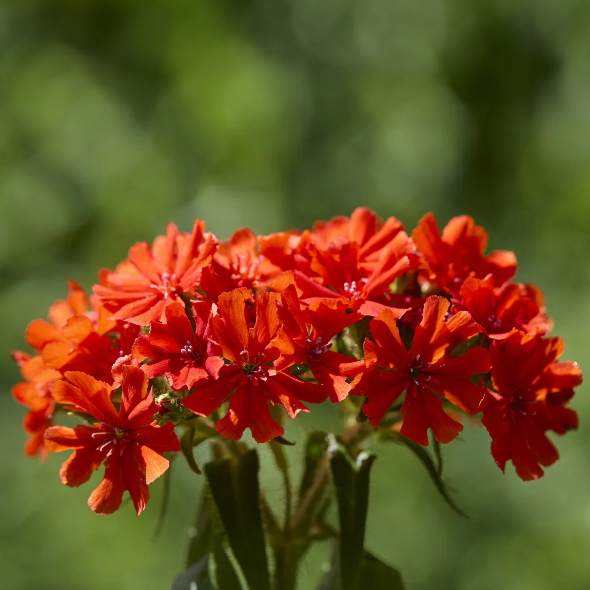 Croix de Jérusalem Morgenrot - Image 3