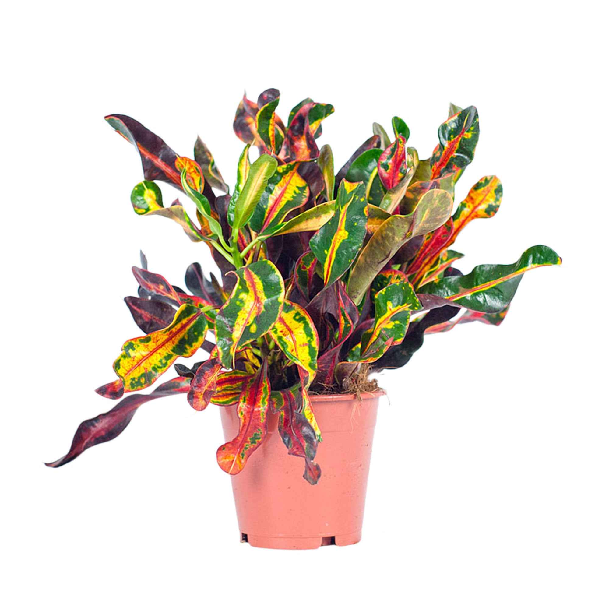 Croton Codiaeum 'Mammi' - Image 3
