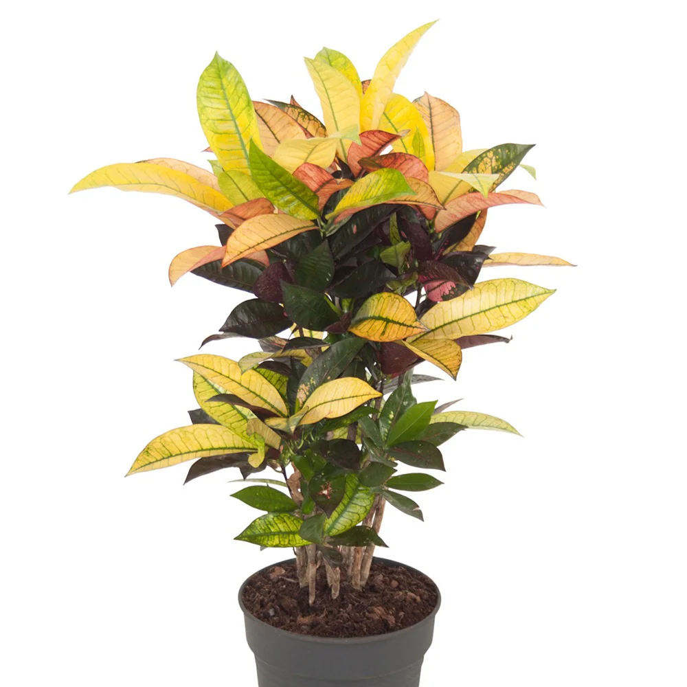 Croton 'Mrs Iceton' - Image 3