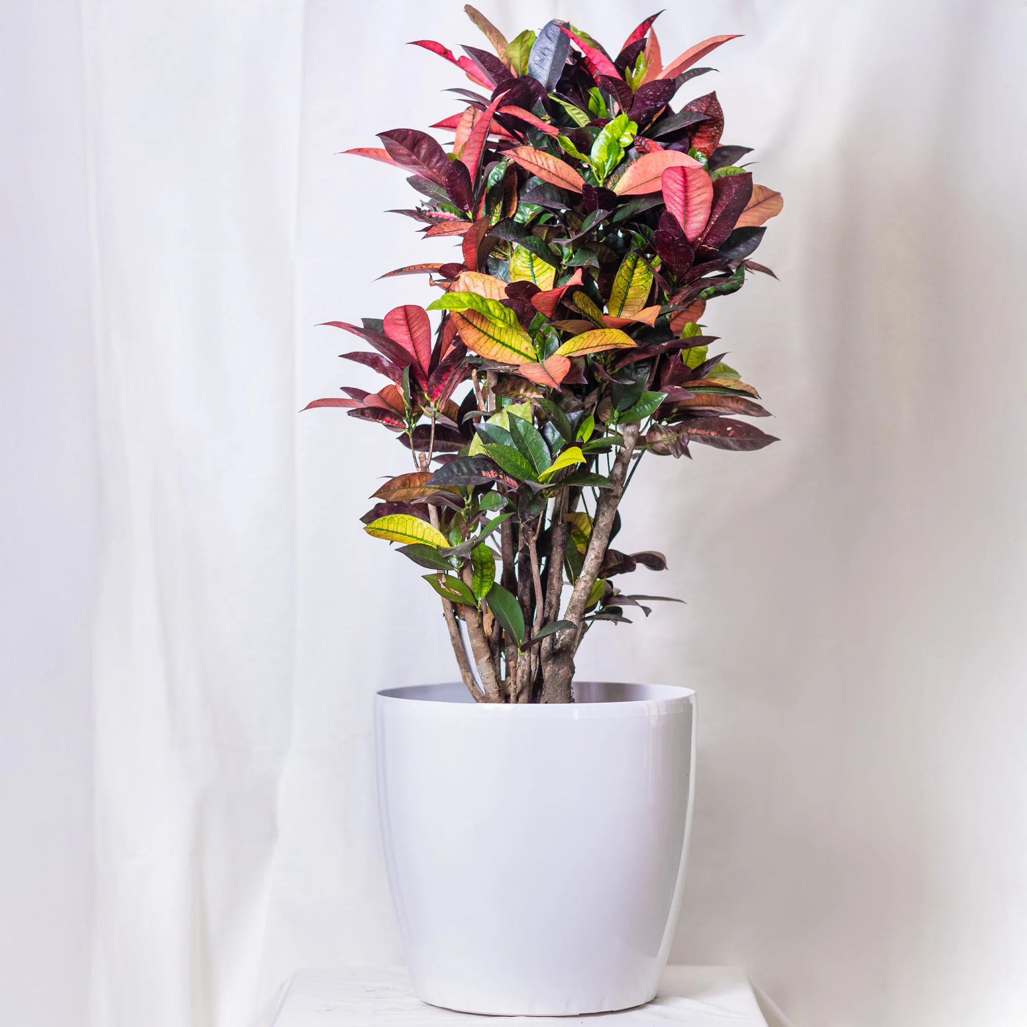 Croton 'Mrs Iceton' - Image 4