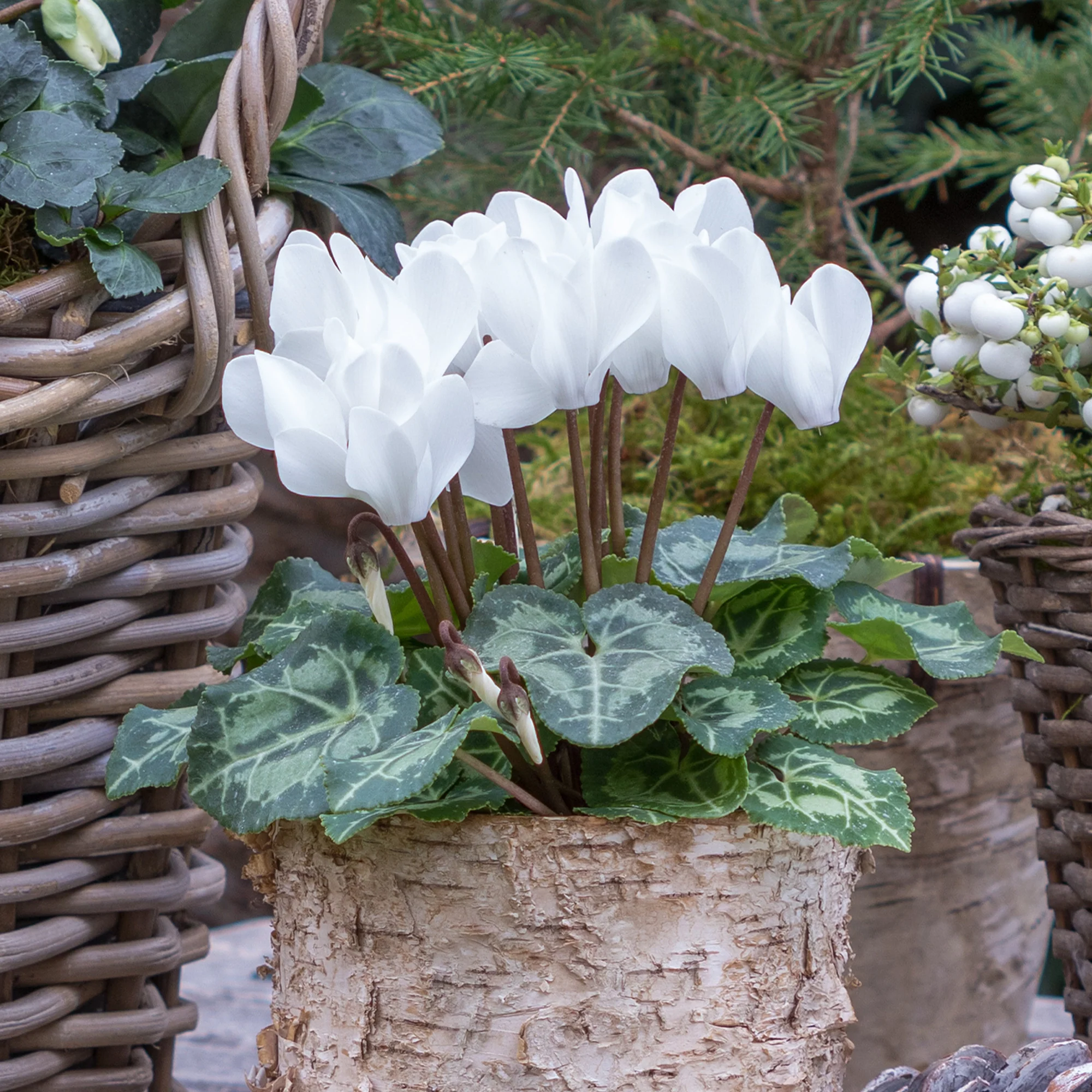 3 Cyclamens blancs - Image 2