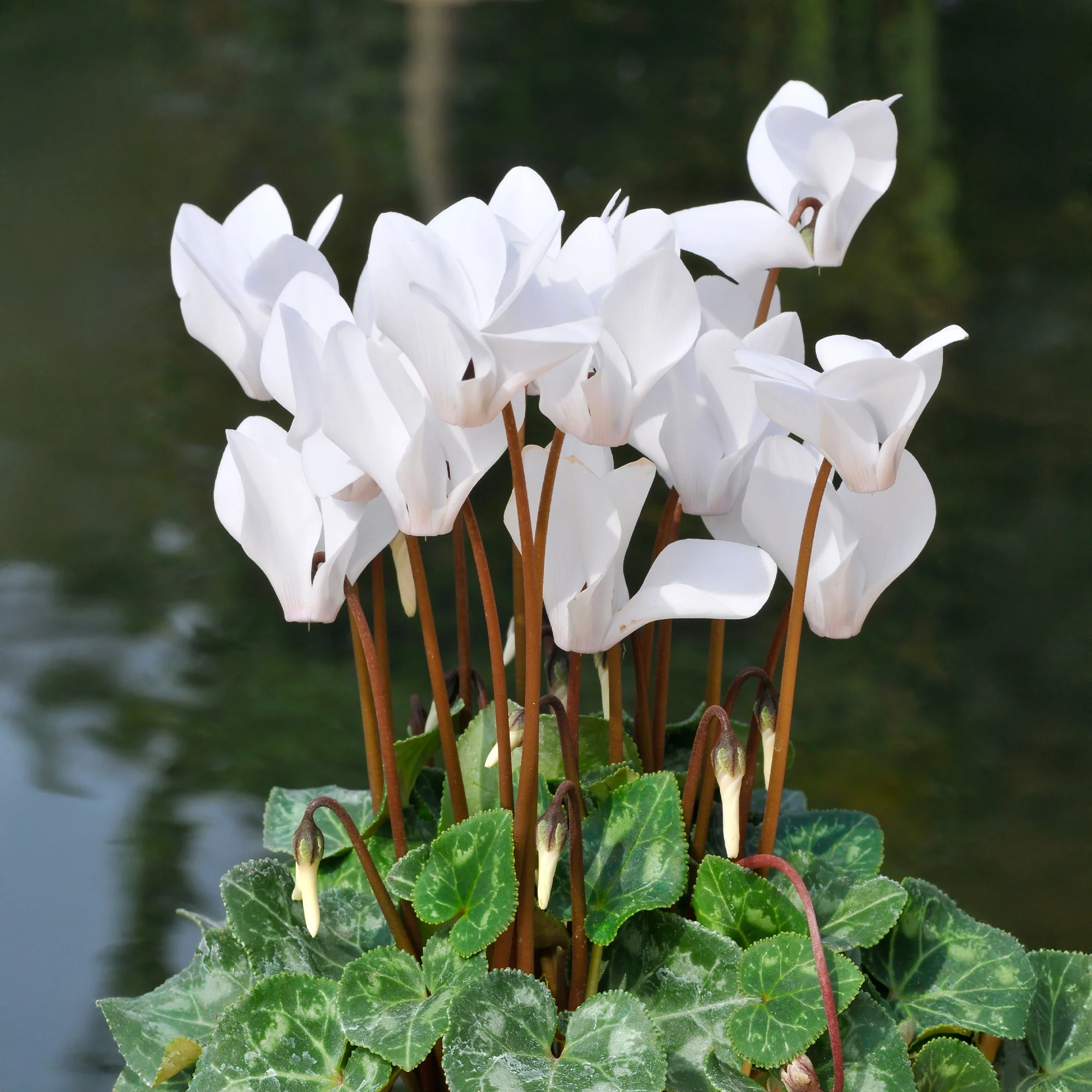 3 Cyclamens blancs - Image 3