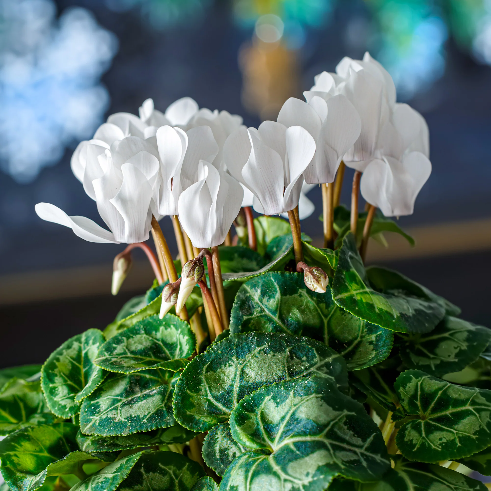 3 Cyclamens blancs - Image 4