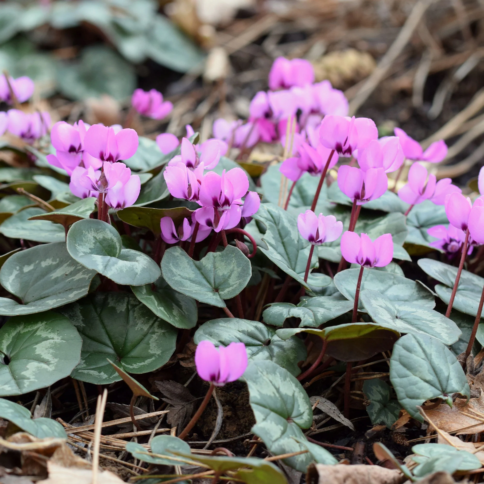 Cyclamen coum Rose - Image 3
