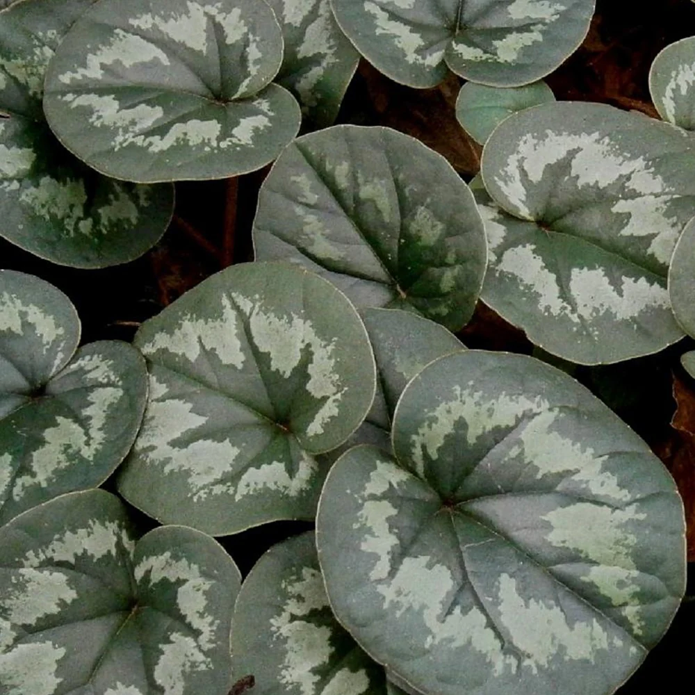 Cyclamen coum Rose - Image 6