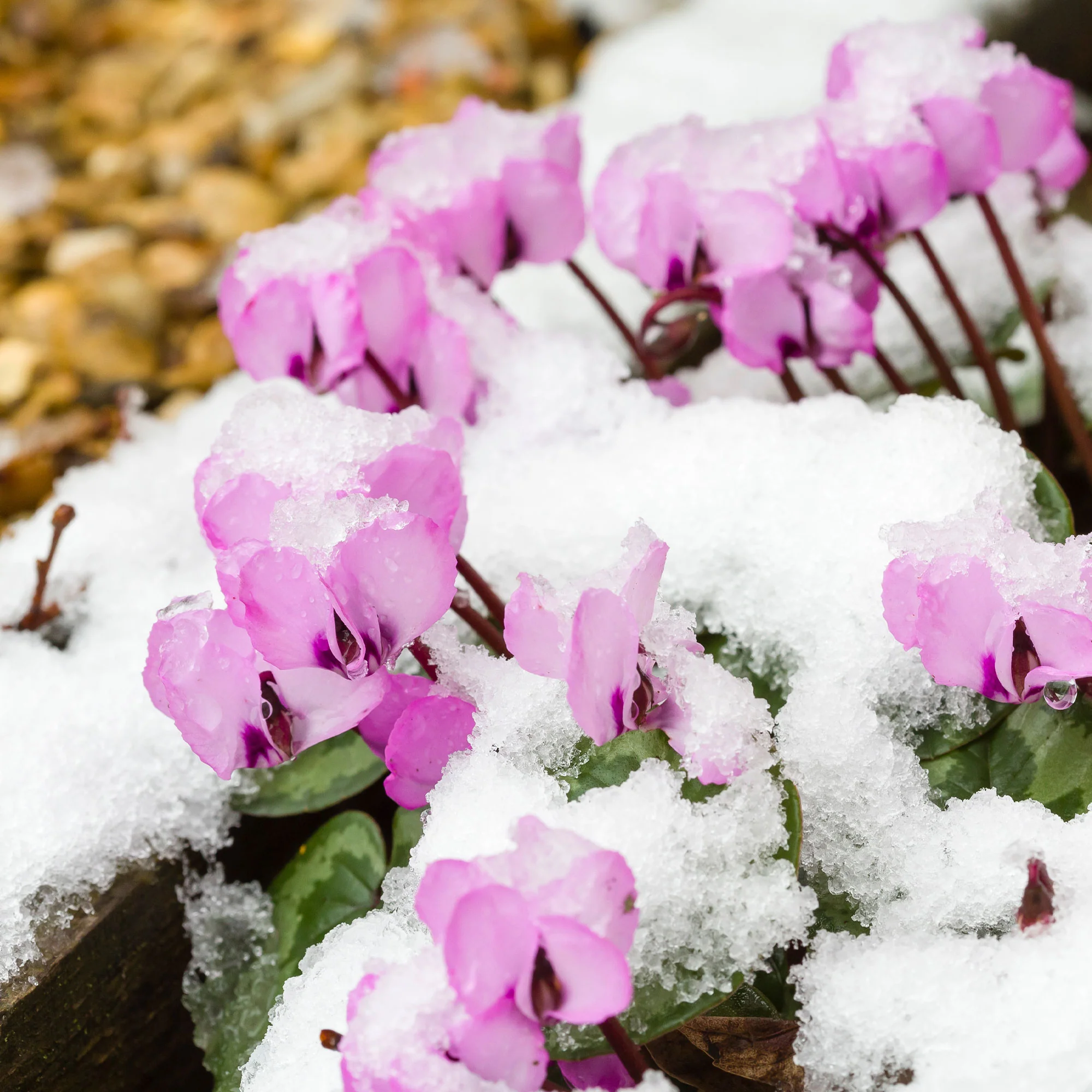 Cyclamen coum Rose - Image 7