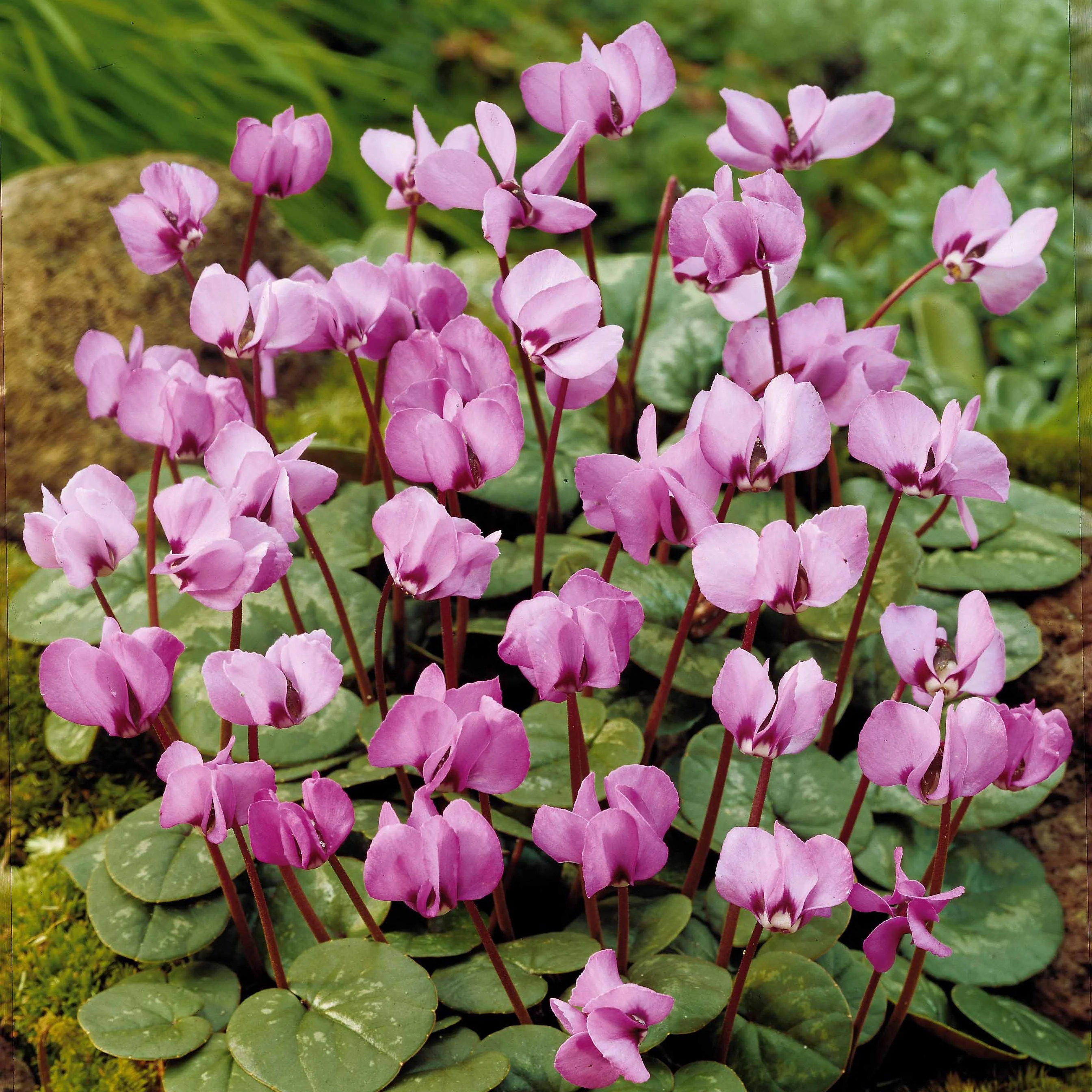 3 Cyclamens de l'île de Cos roses
