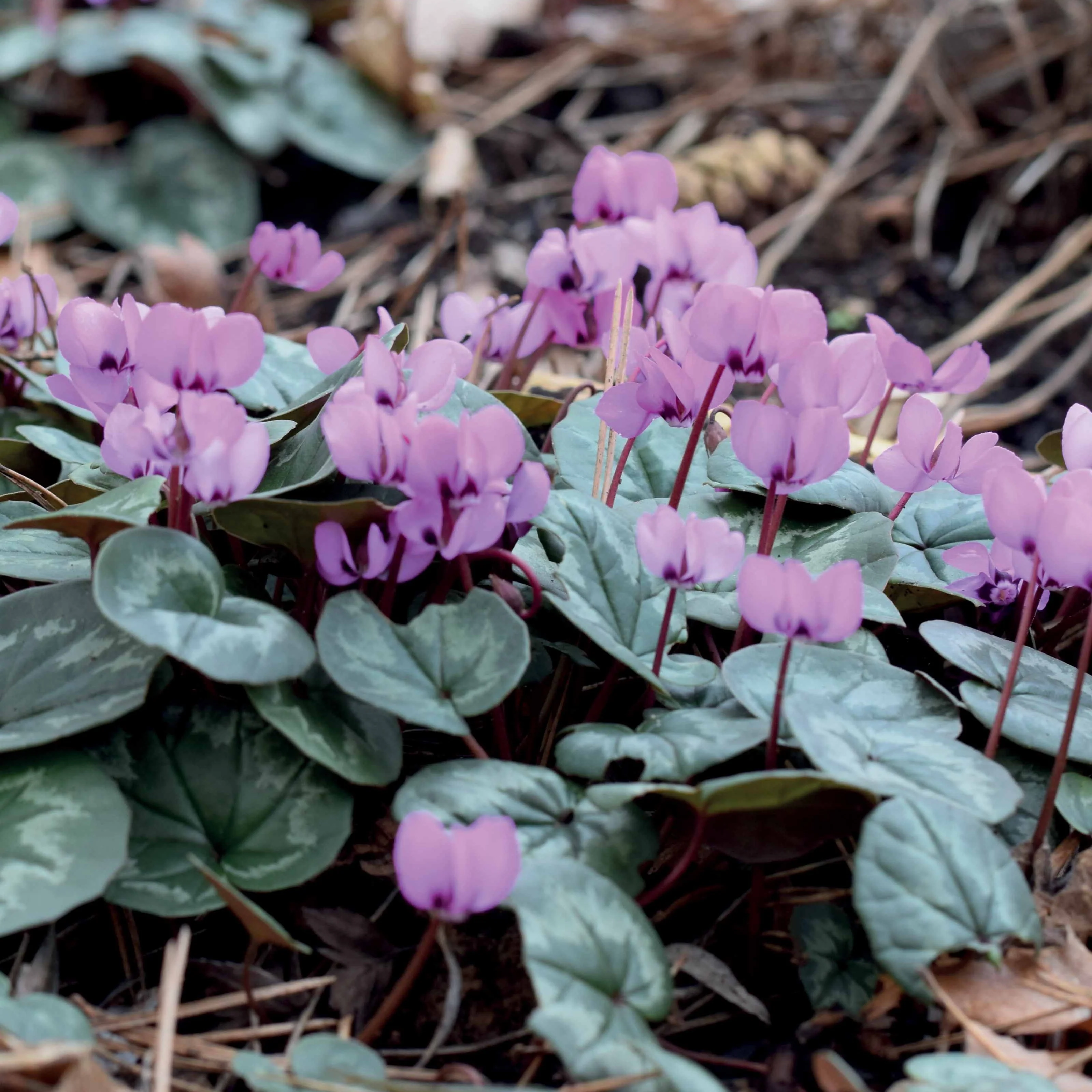 3 Cyclamens de l'île de Cos roses - Image 4