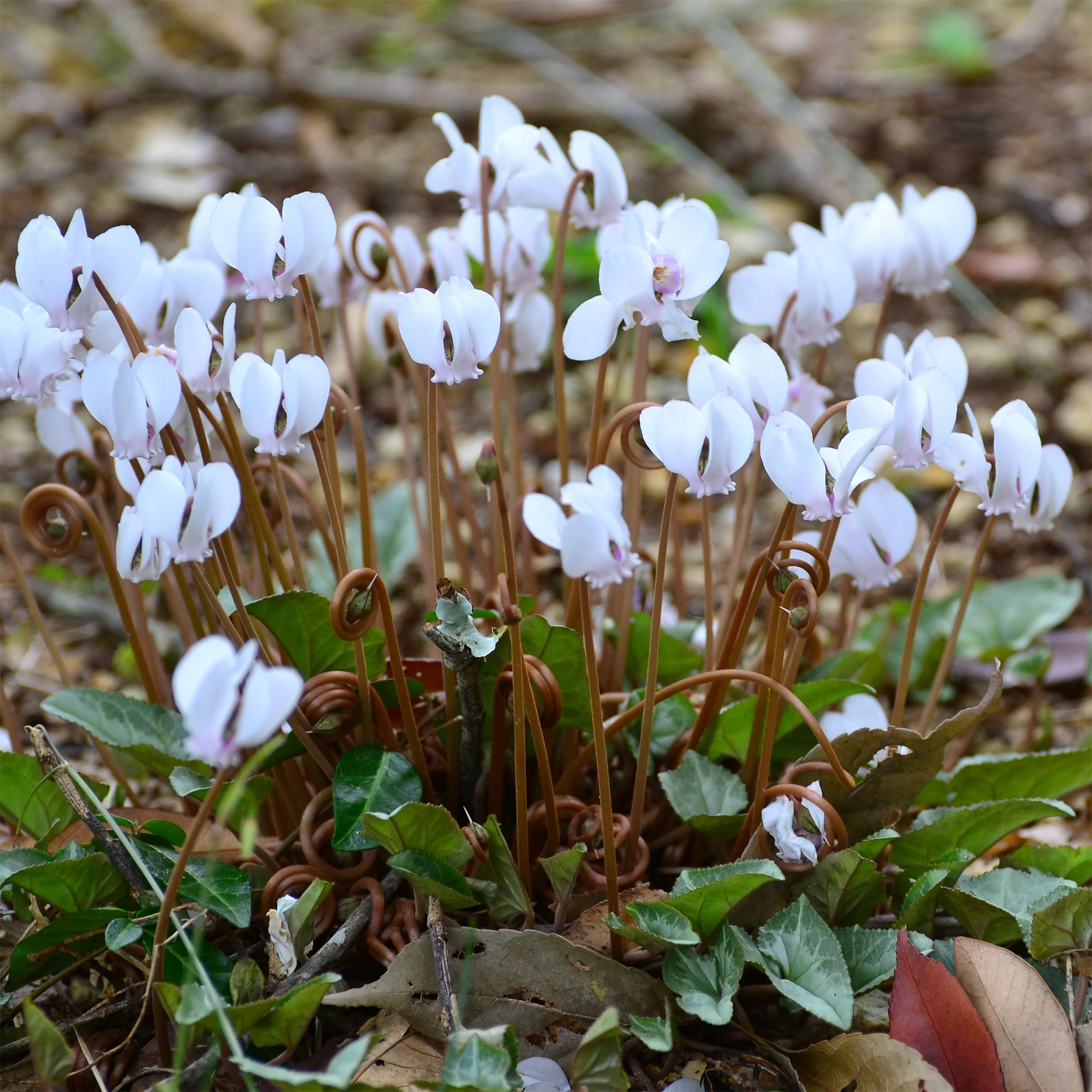 Cyclamen de Naples blanc