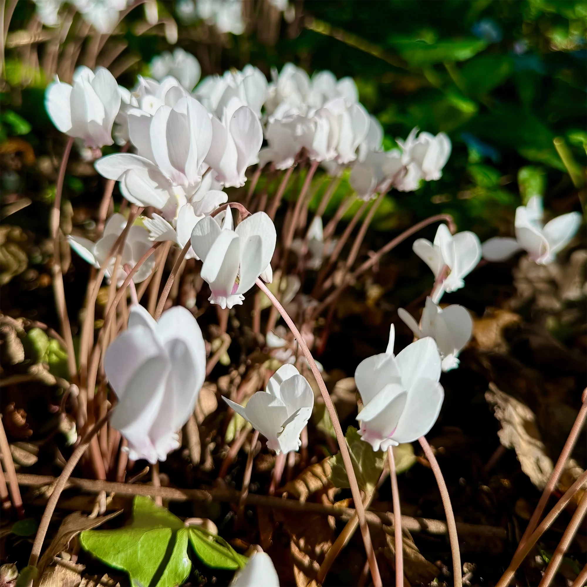 Cyclamen de Naples blanc - Image 2