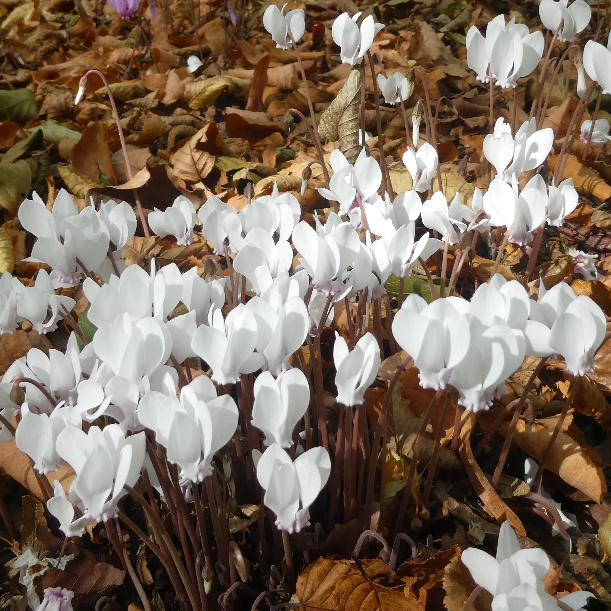 Cyclamen de Naples blanc - Image 3