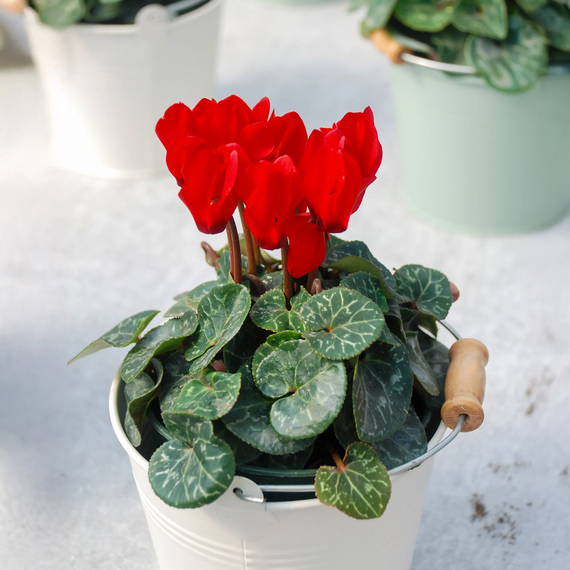 3 Cyclamens rouges - Image 2