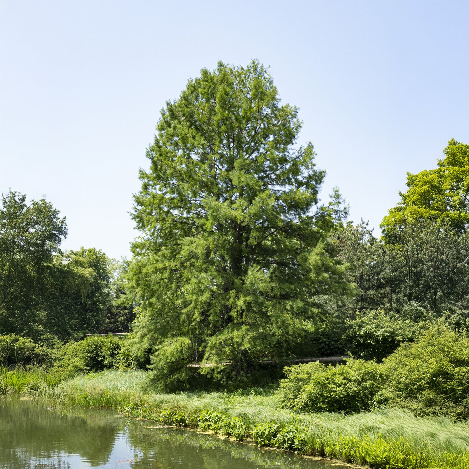 Cyprès chauve