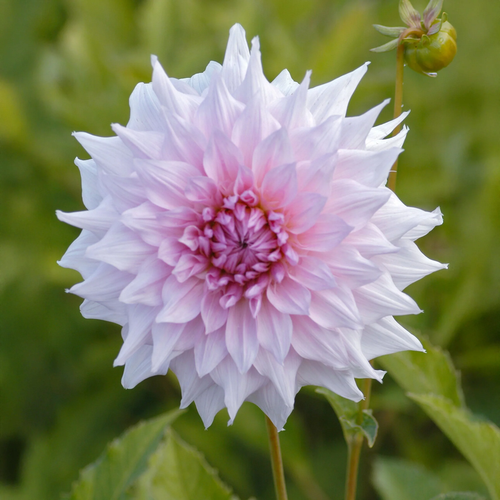 Dahlia à grandes fleurs Shiloh Noelle - Image 2