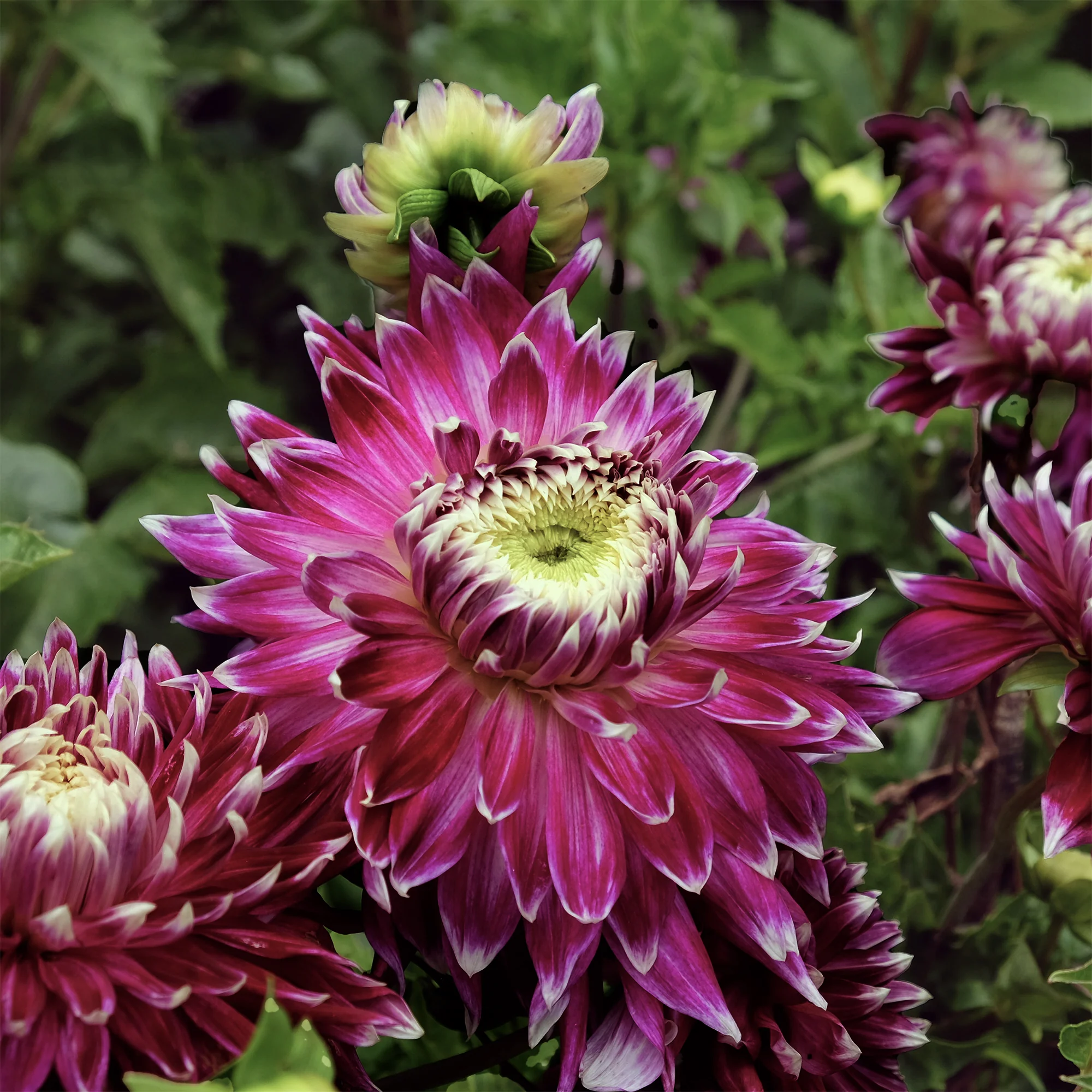 3 Dahlias à grandes fleurs Vancouver - Image 3
