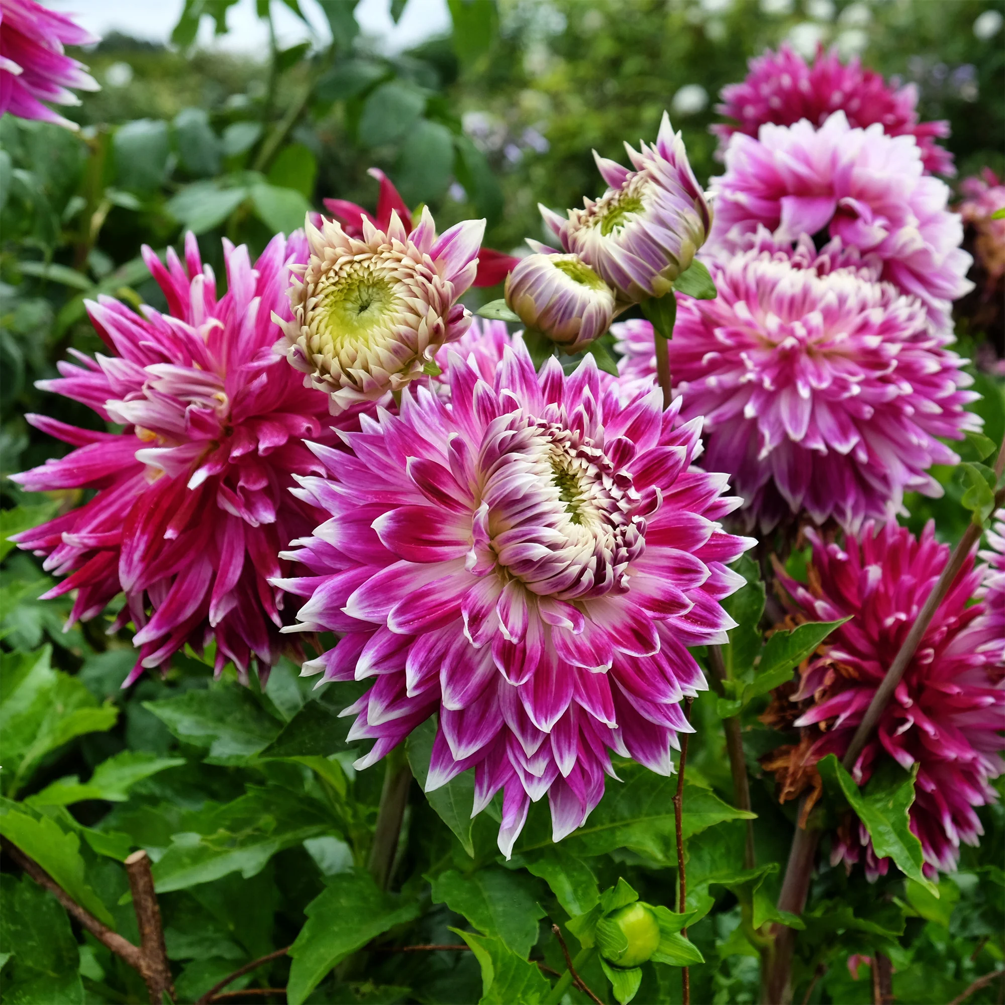 3 Dahlias à grandes fleurs Vancouver - Image 4