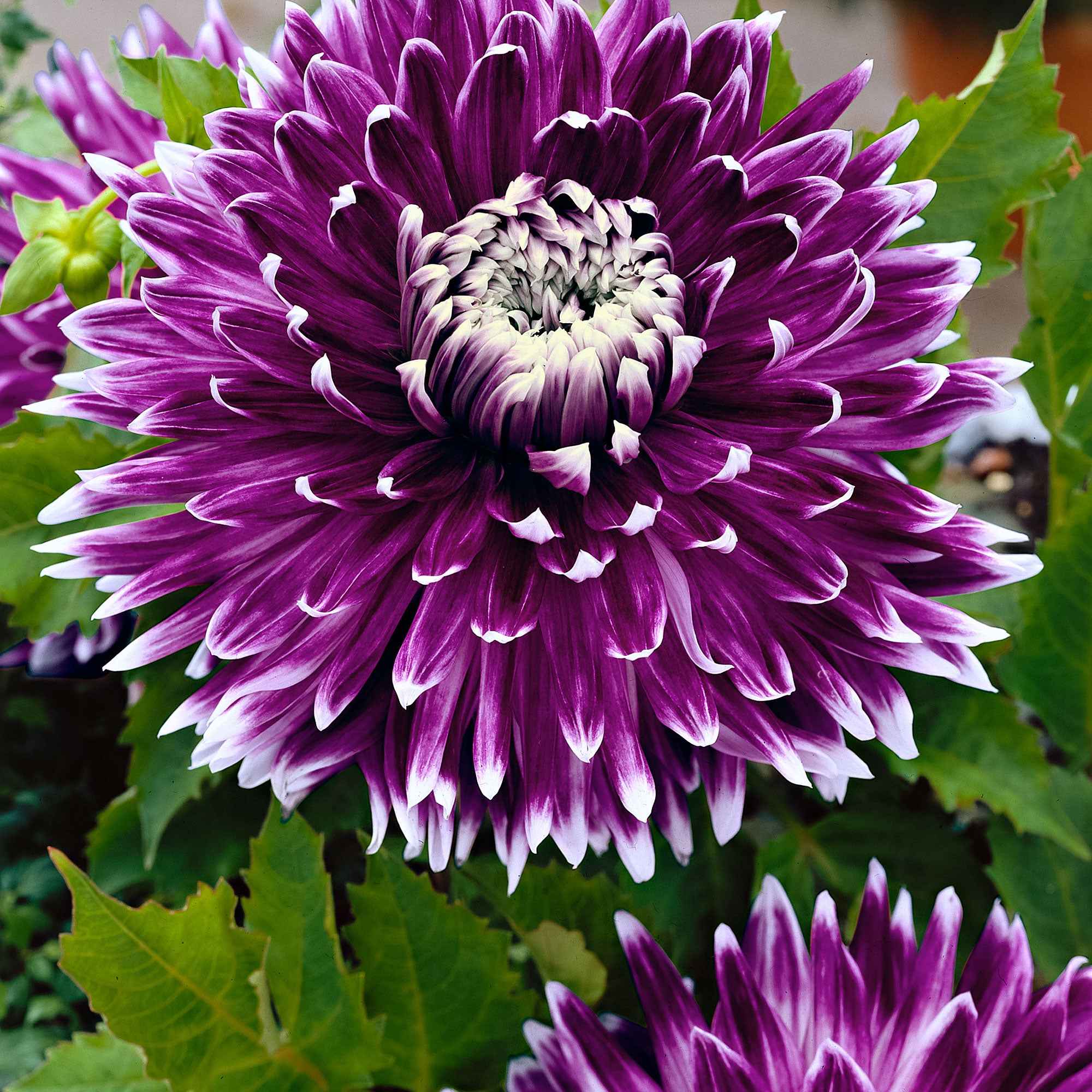 3 Dahlias à grandes fleurs Vancouver - Image 5