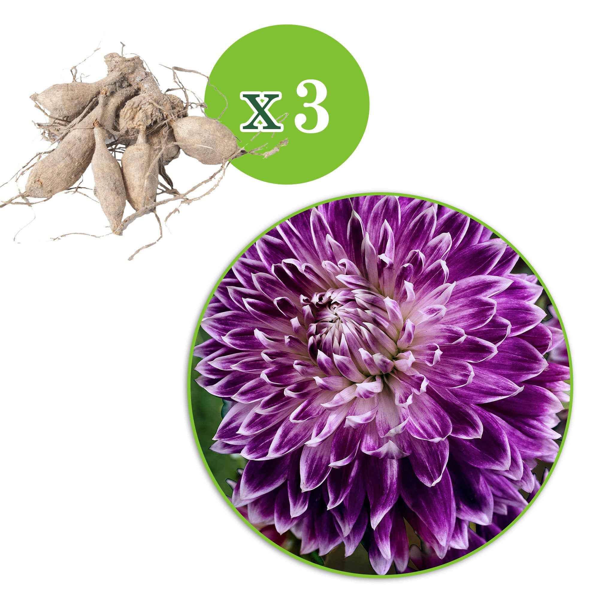 3 Dahlias à grandes fleurs Vancouver - Image 6