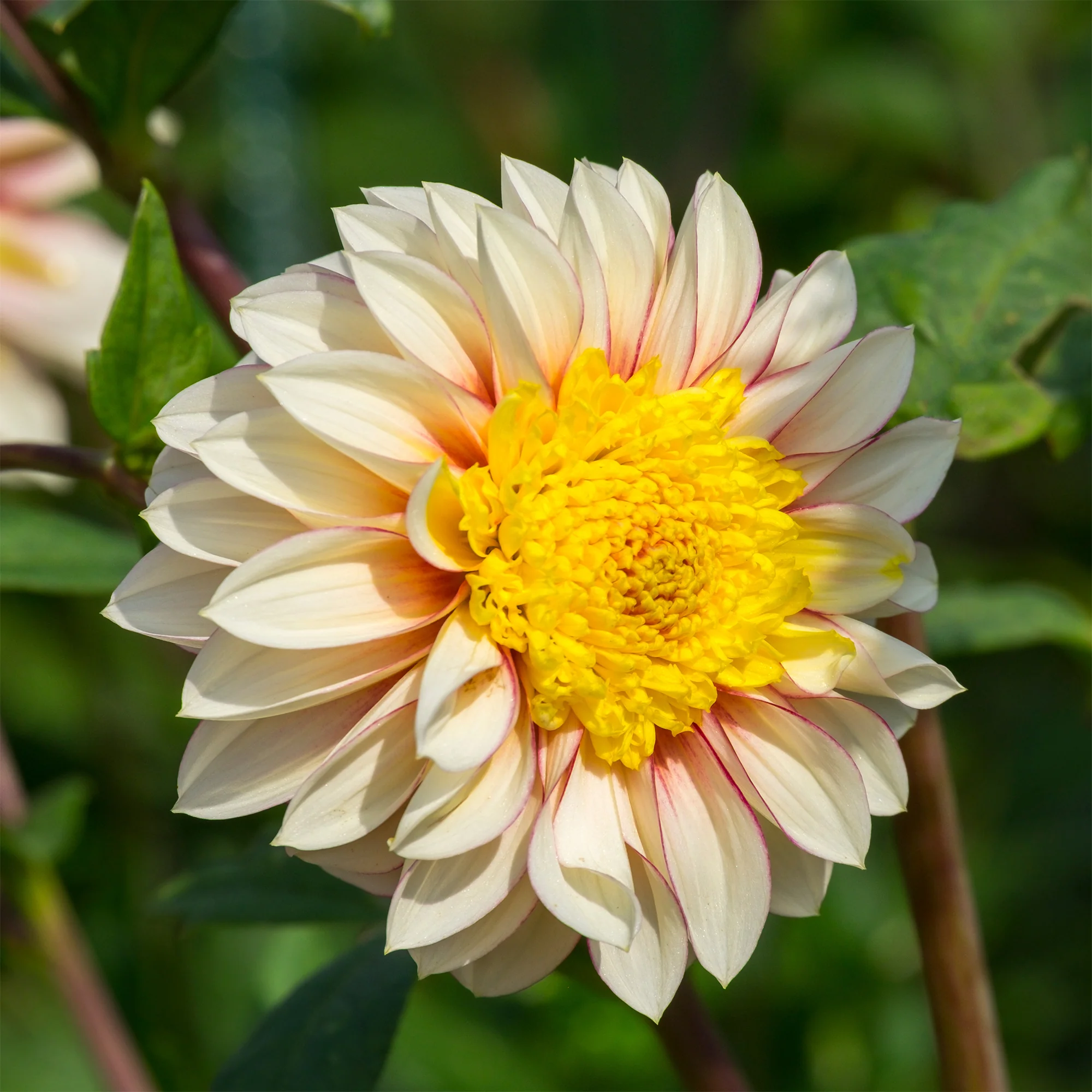 Dahlia Polka - Image 2