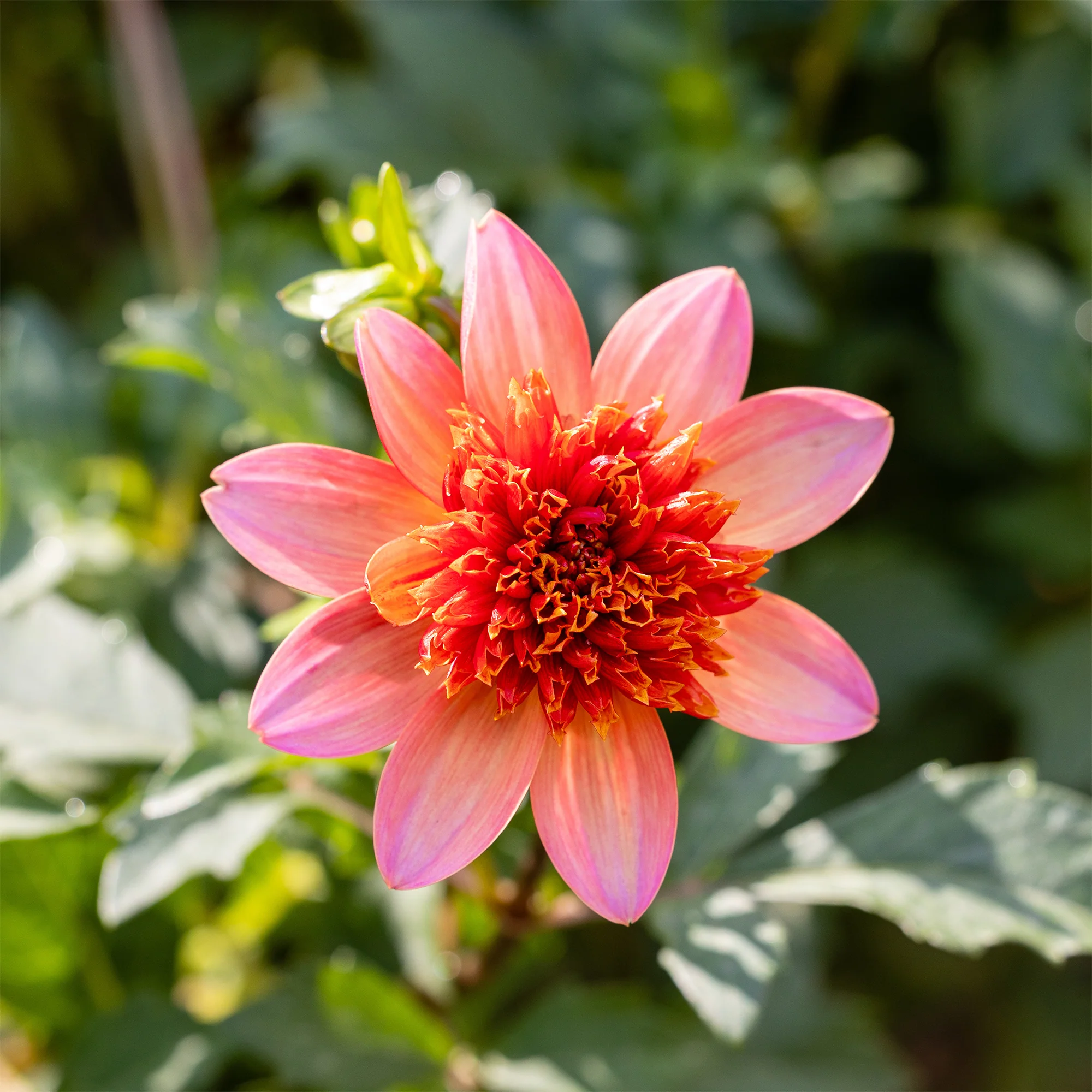 Dahlia anémone Totally Tangerine - Image 3