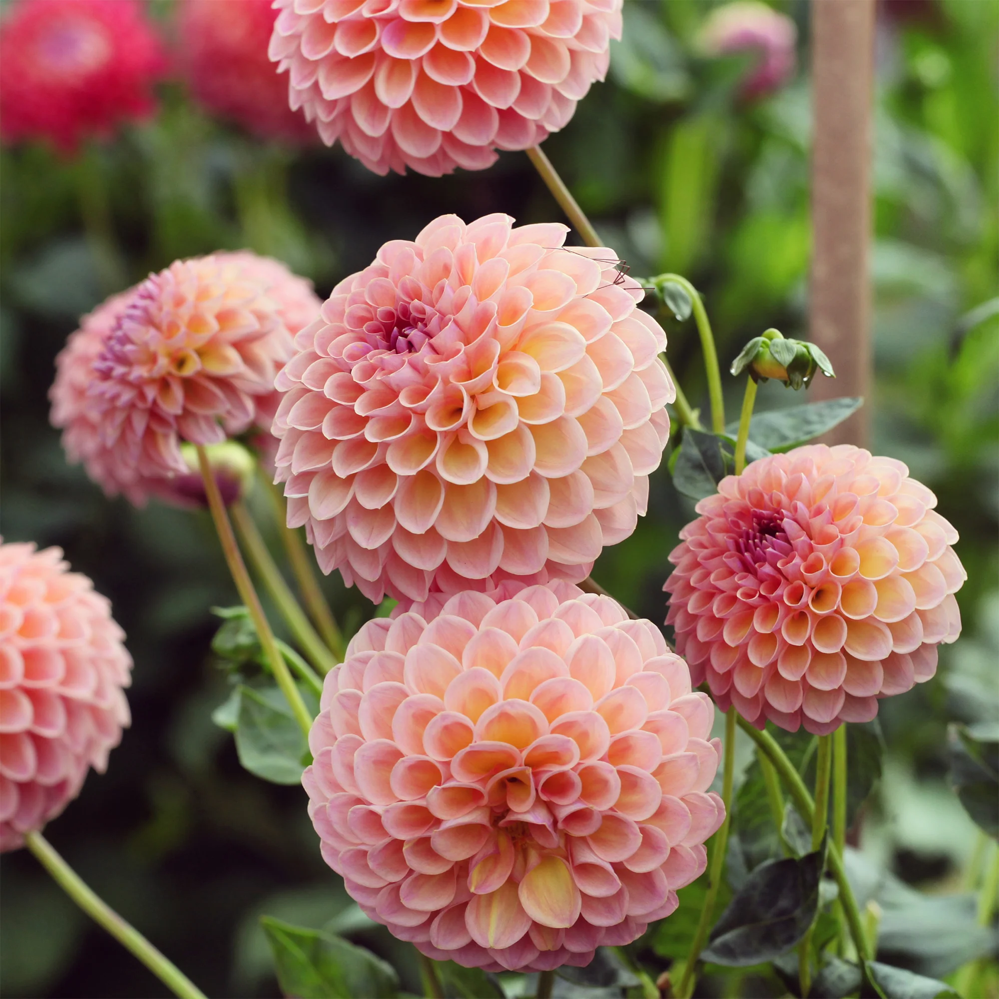 Dahlia ball Jowey Winnie - Image 2