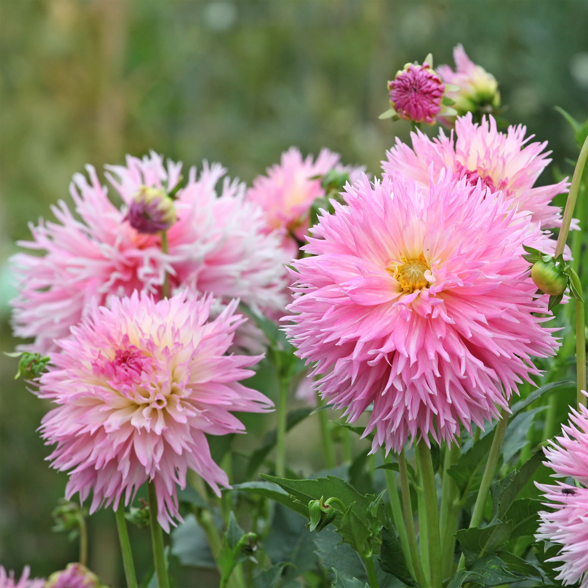 3 Dahlias cactus dentelle Nadia Ruth