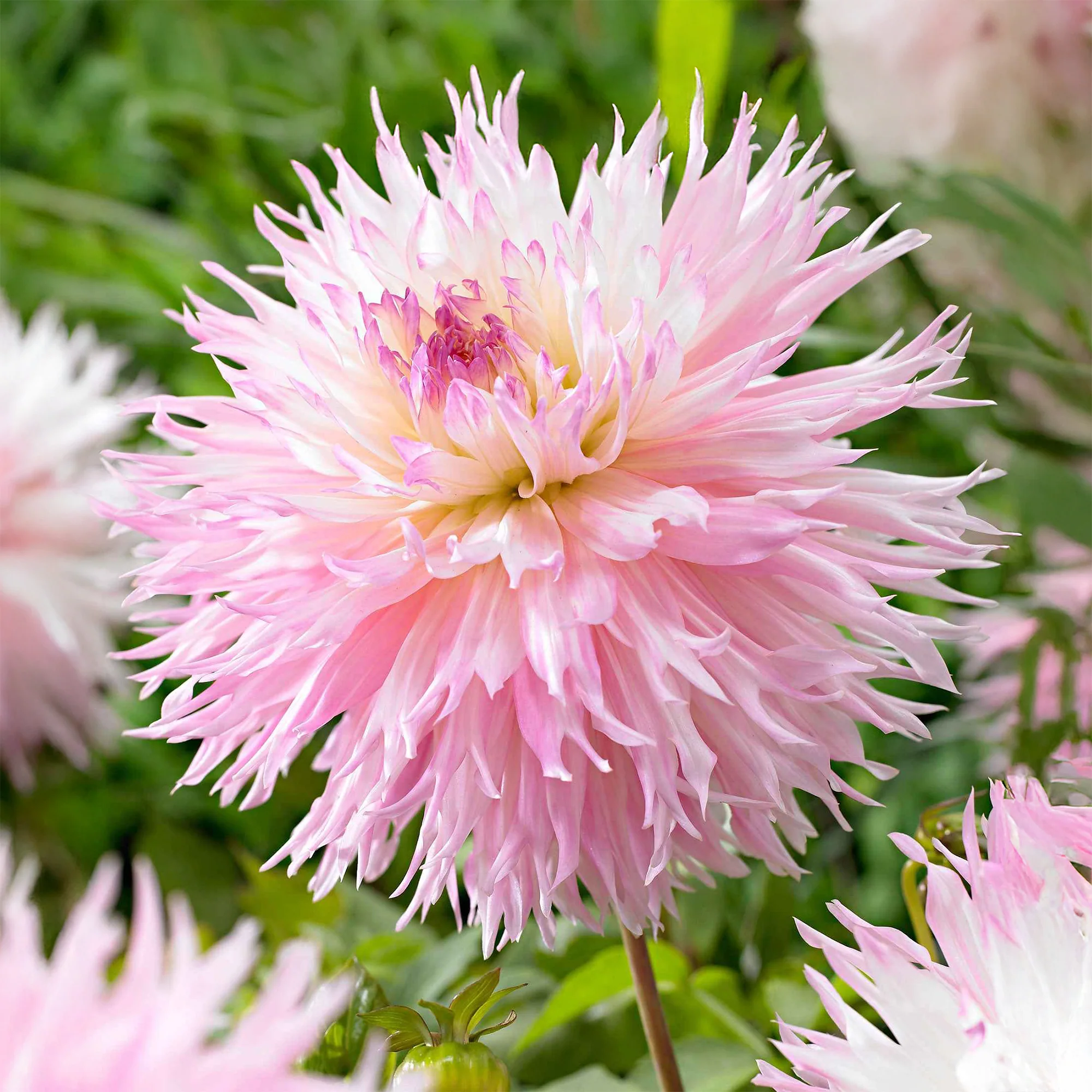 3 Dahlias cactus dentelle Nadia Ruth - Image 3