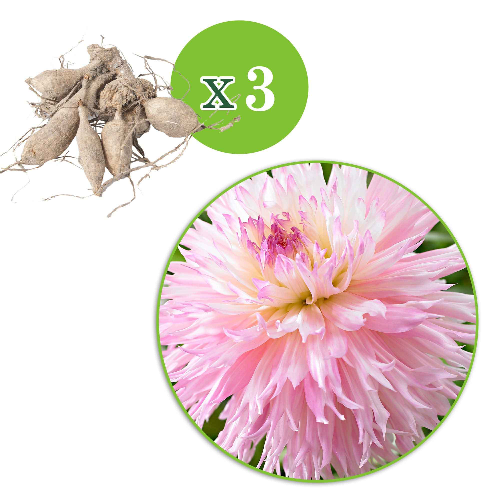 3 Dahlias cactus dentelle Nadia Ruth - Image 4