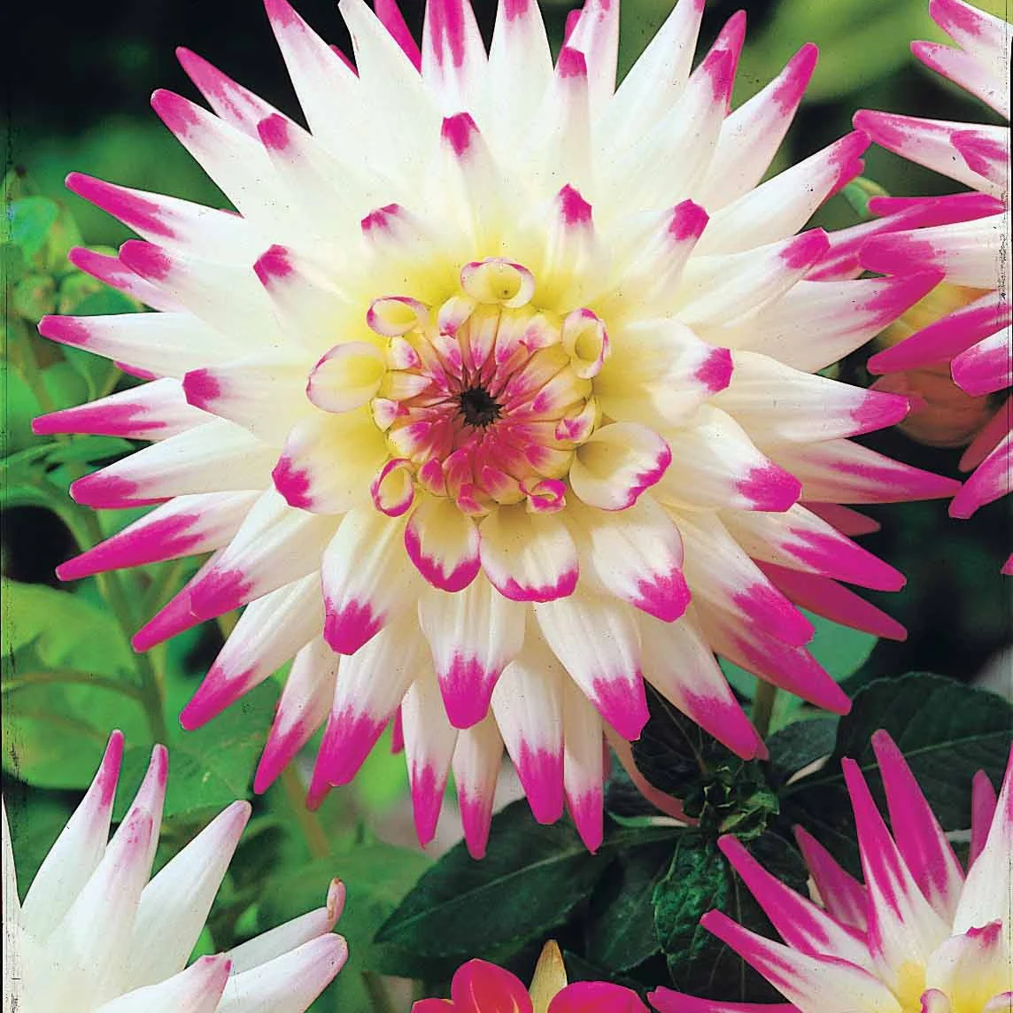 3 Dahlias cactus Haley Jane - Image 2