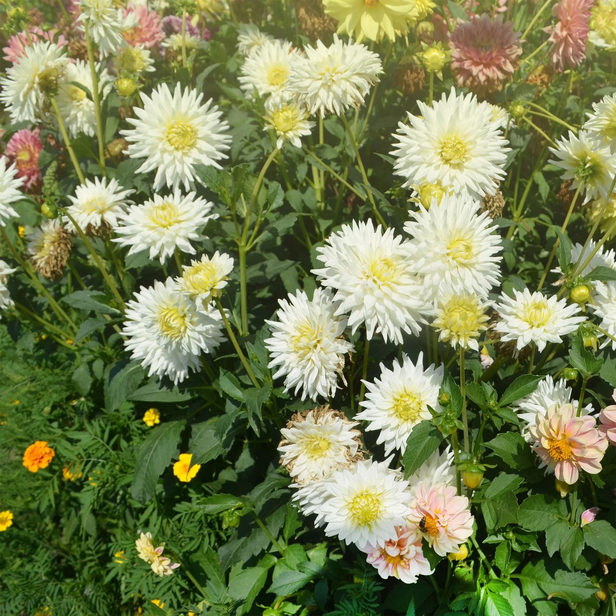 Dahlia cactus My Love - Image 2