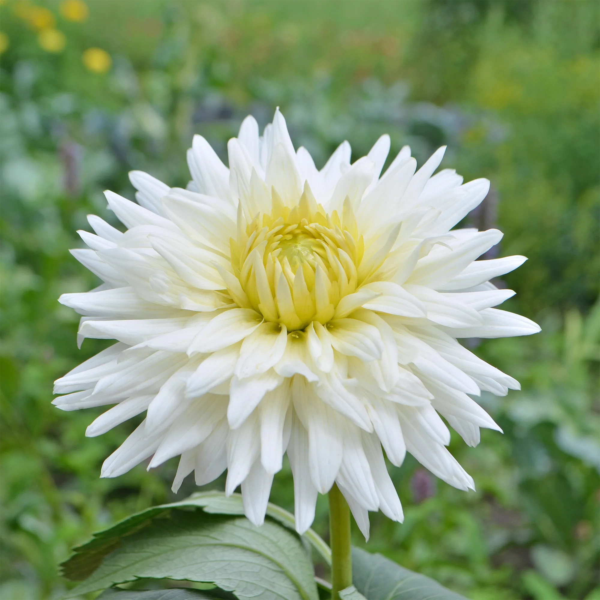 Dahlia cactus My Love - Image 3