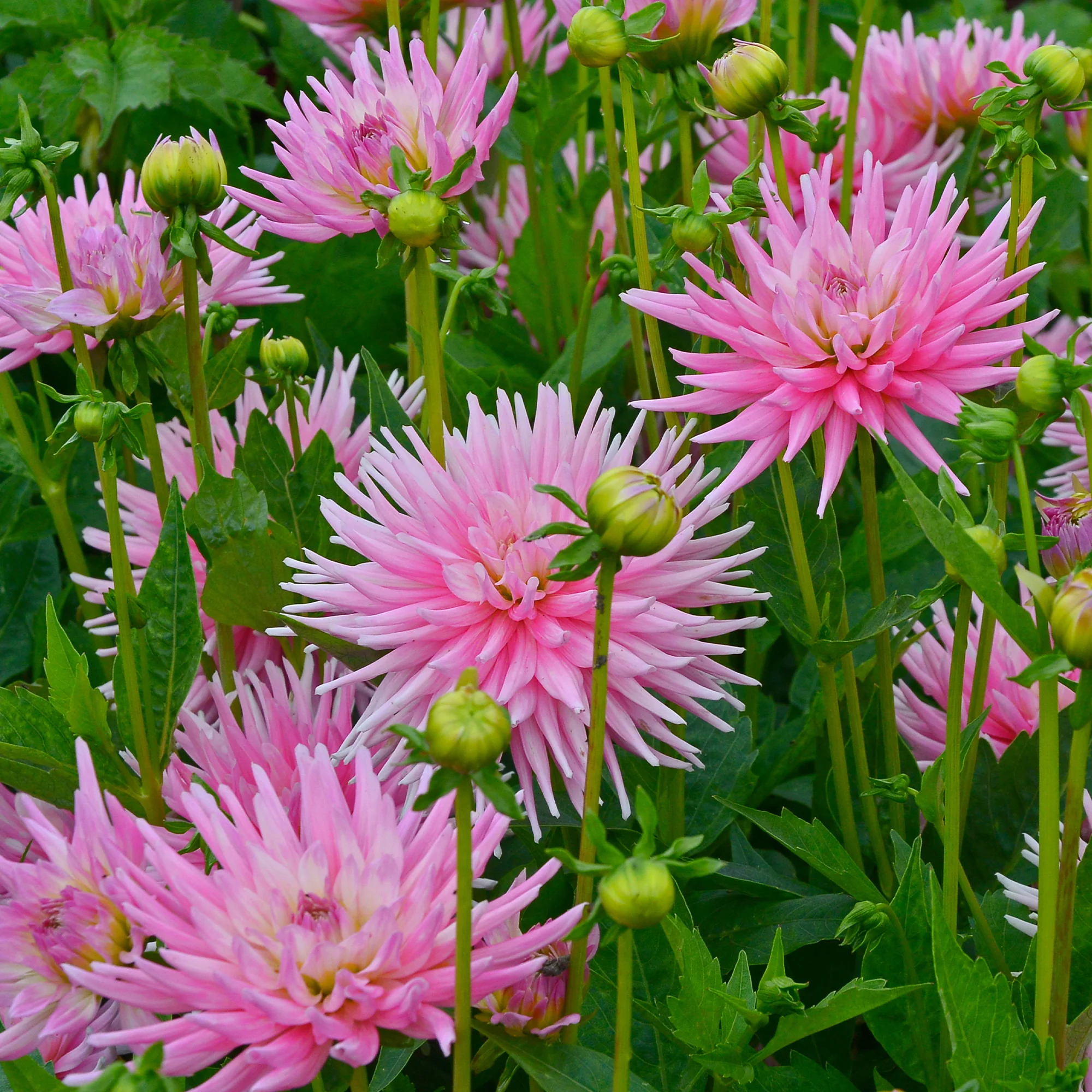 3 Dahlias cactus nain Park Princess