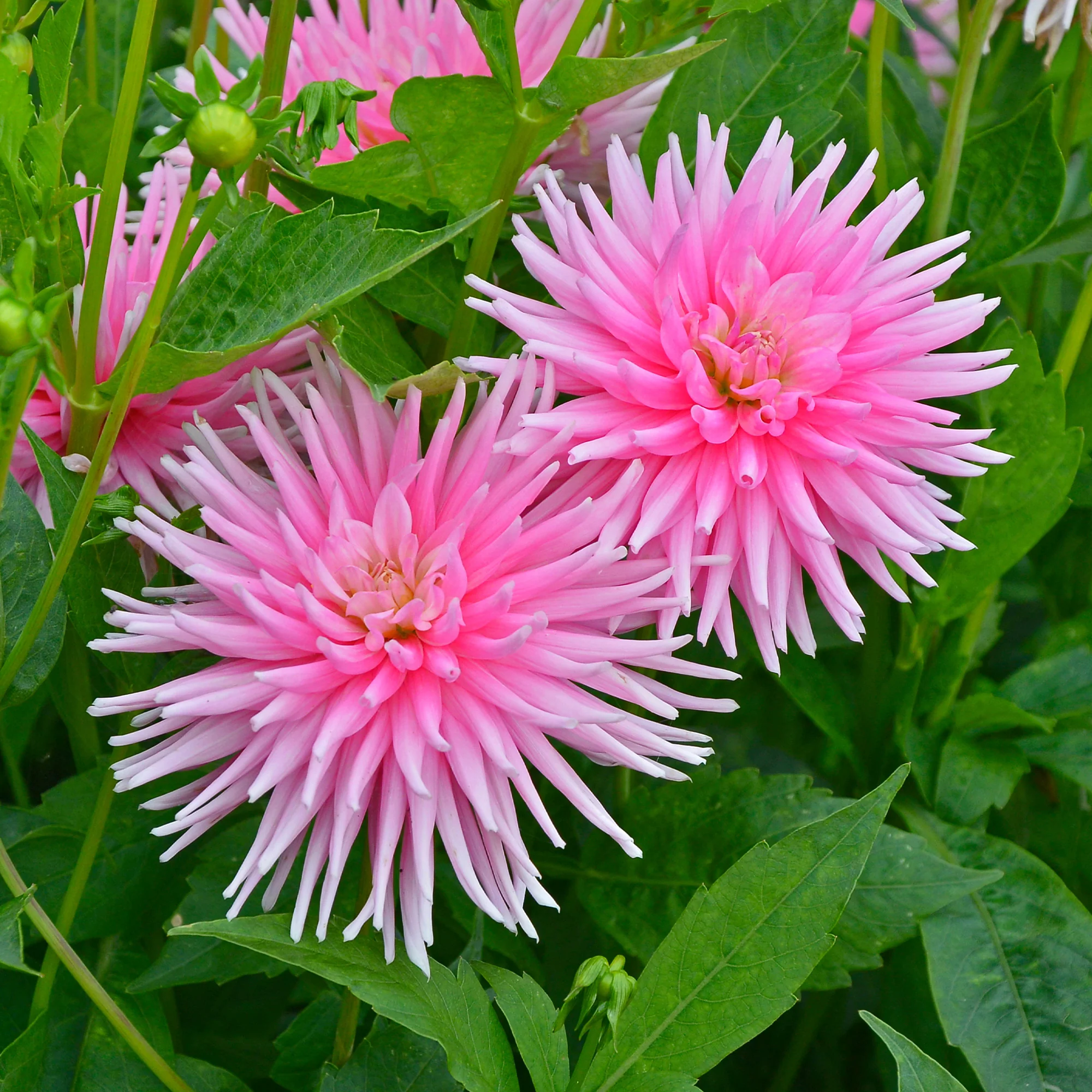 3 Dahlias cactus nain Park Princess - Image 2