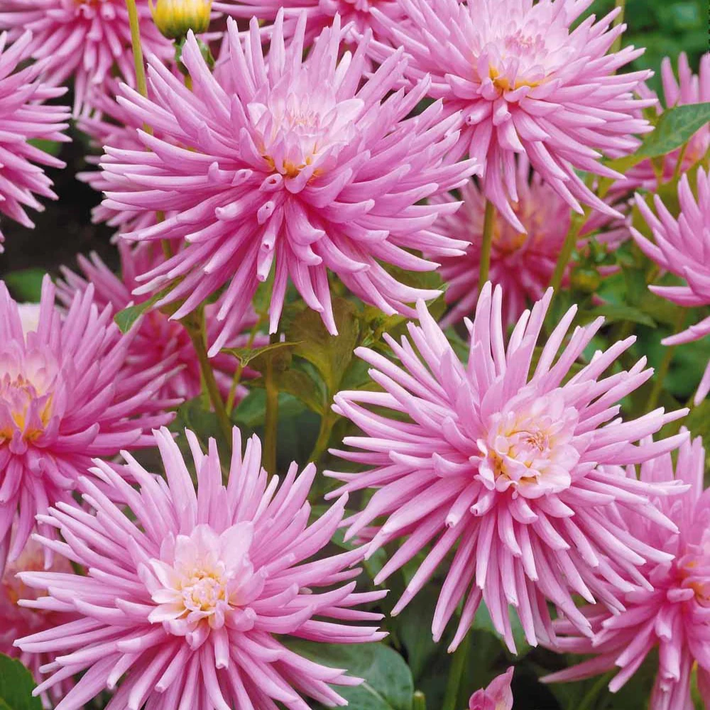 3 Dahlias cactus nain Park Princess - Image 3