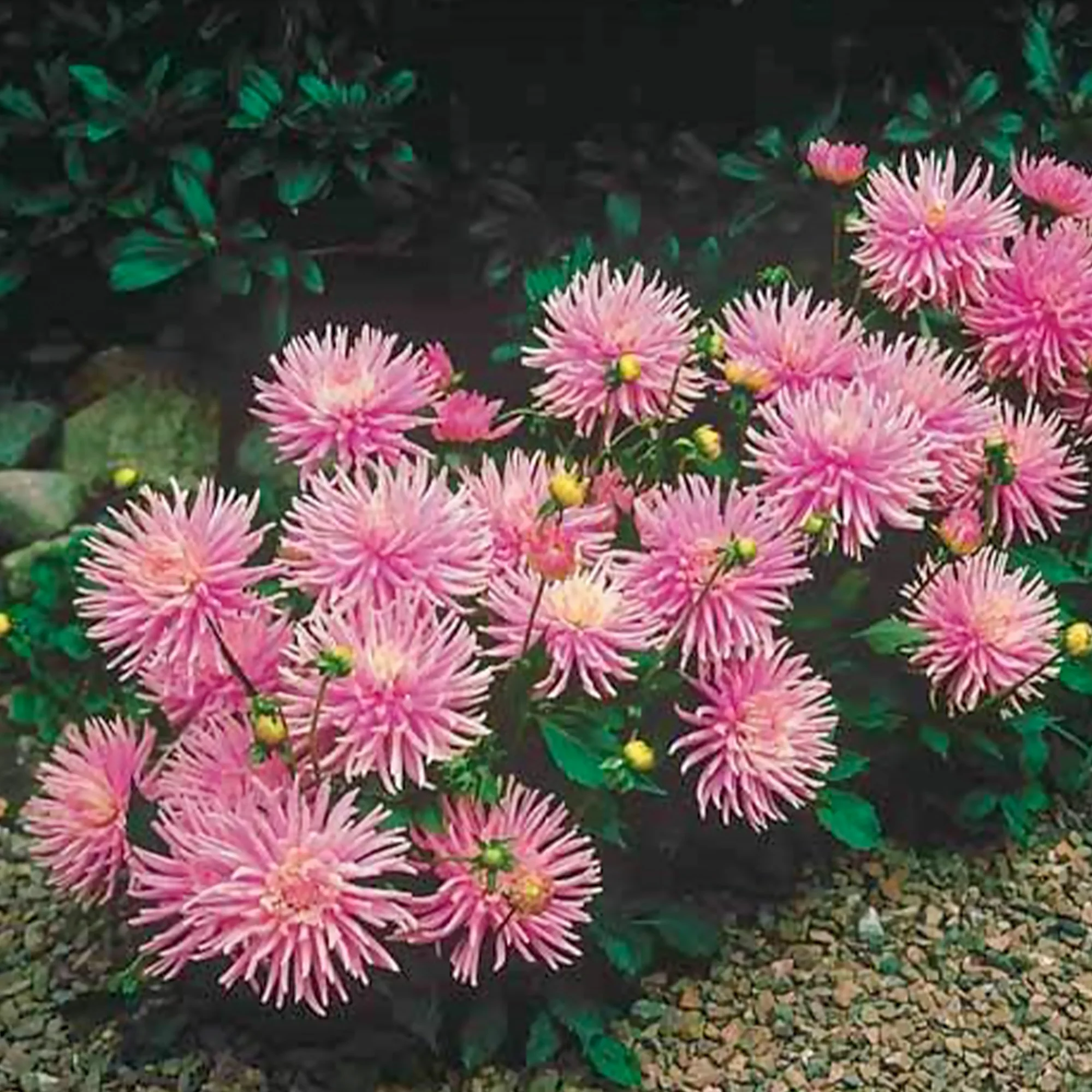 3 Dahlias cactus nain Park Princess - Image 4