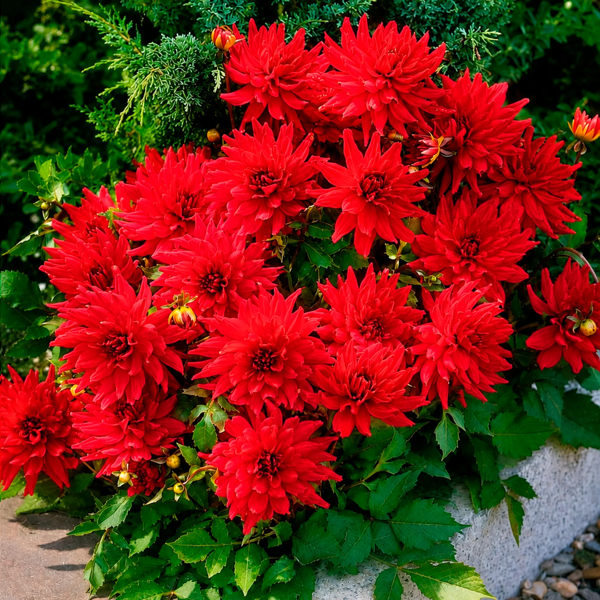 3 Dahlias cactus nain Red Pigmy