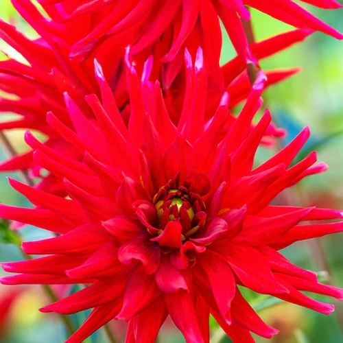 3 Dahlias cactus nain Red Pigmy - Image 2