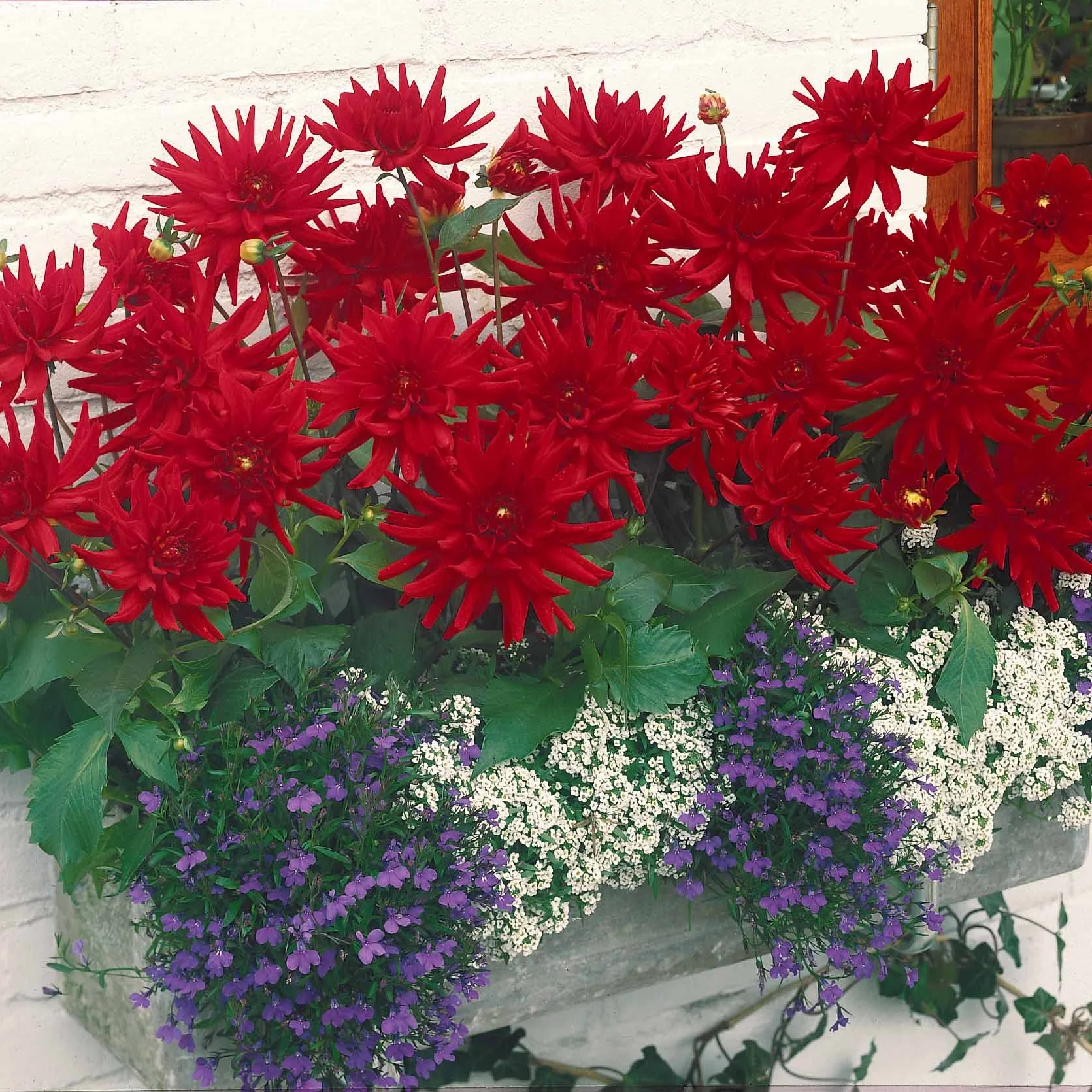 3 Dahlias cactus nain Red Pigmy - Image 3